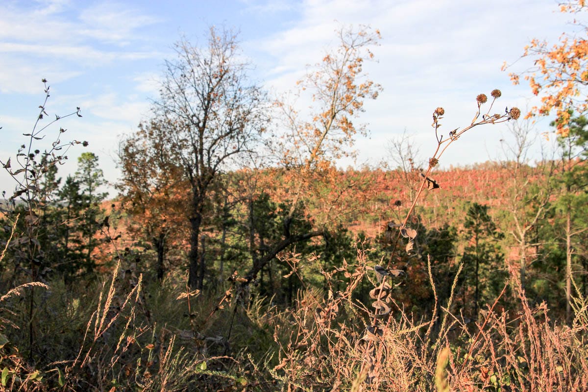 Stone Creek Phase III Tract 42 photo 6
