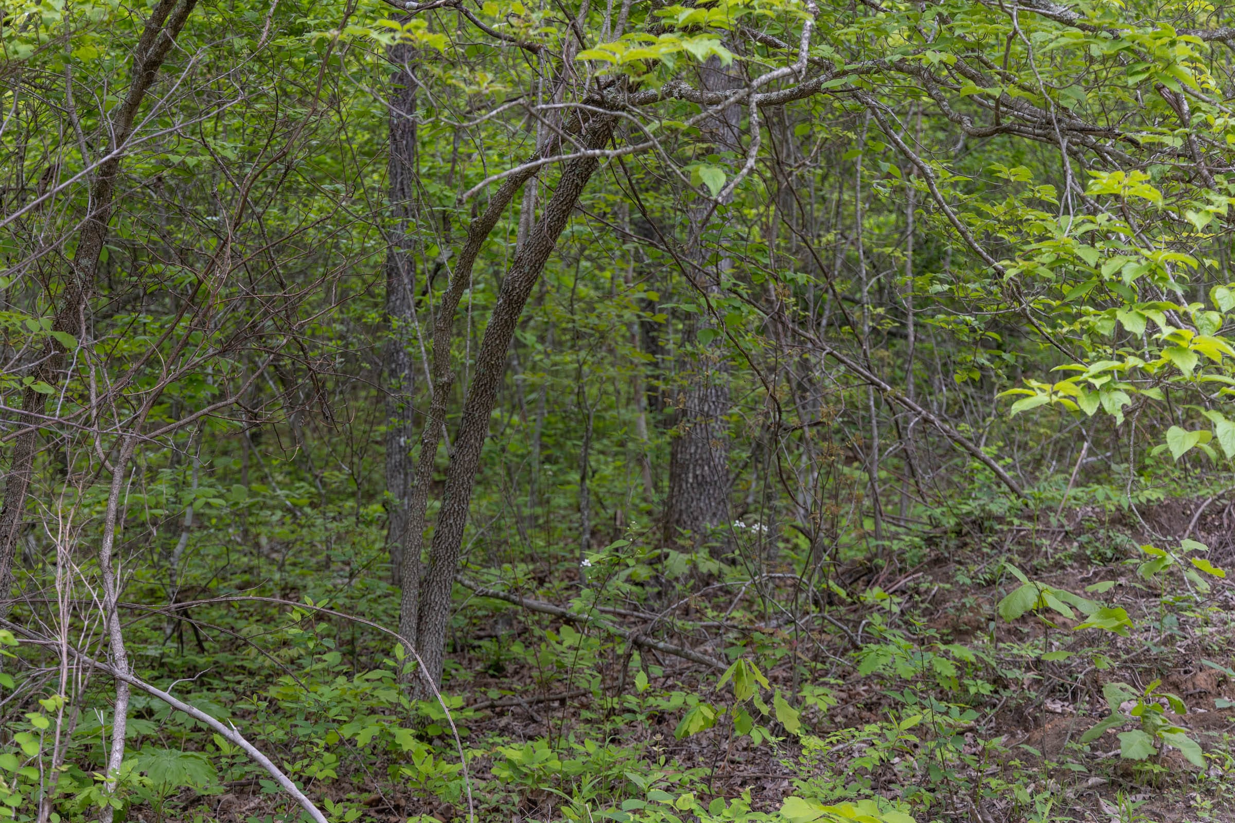 Sleepy Hollow Phase II Tract 88 photo 9