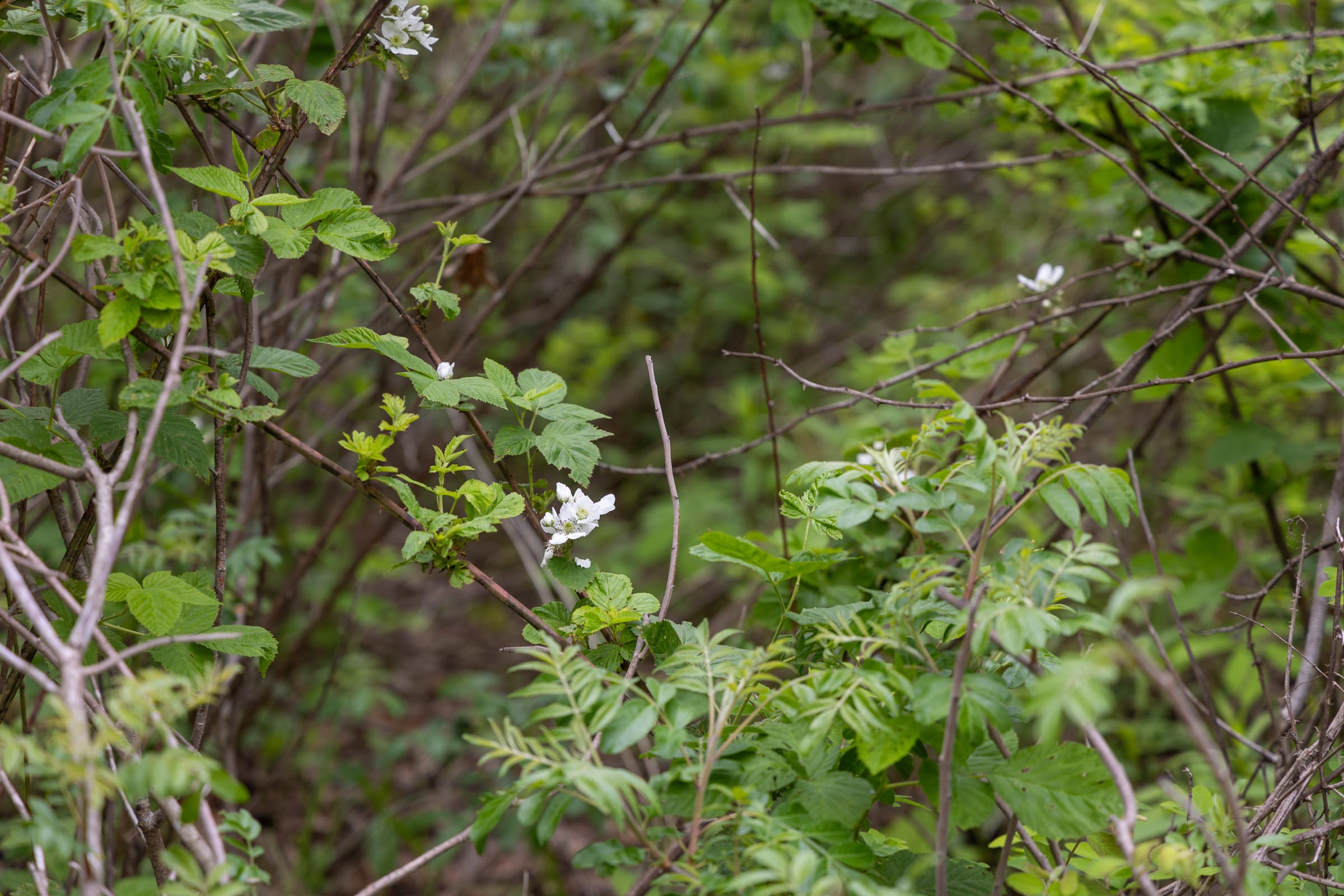 Sleepy Hollow Phase II Tract 88 photo 8