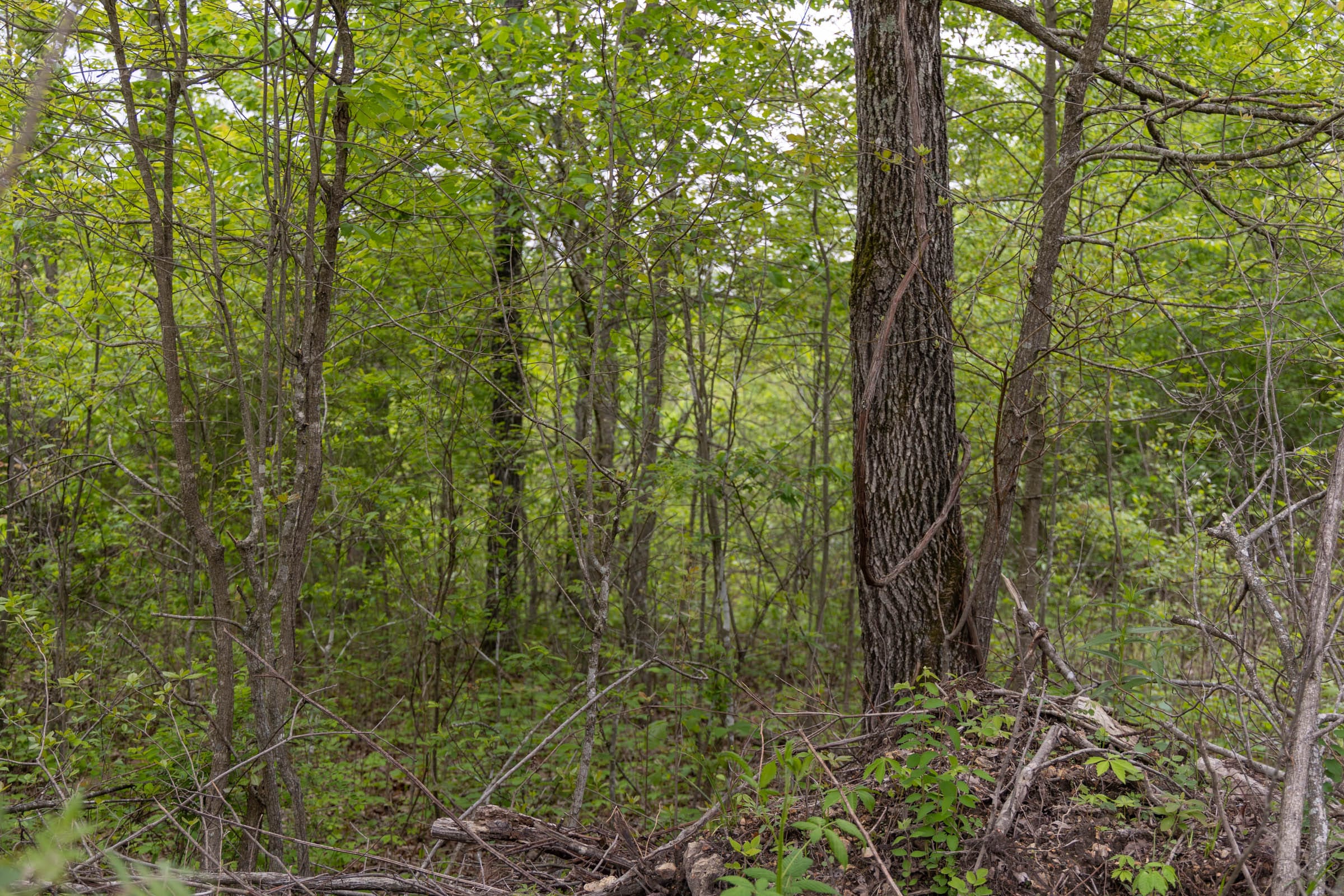 Sleepy Hollow Phase II Tract 88 photo 10