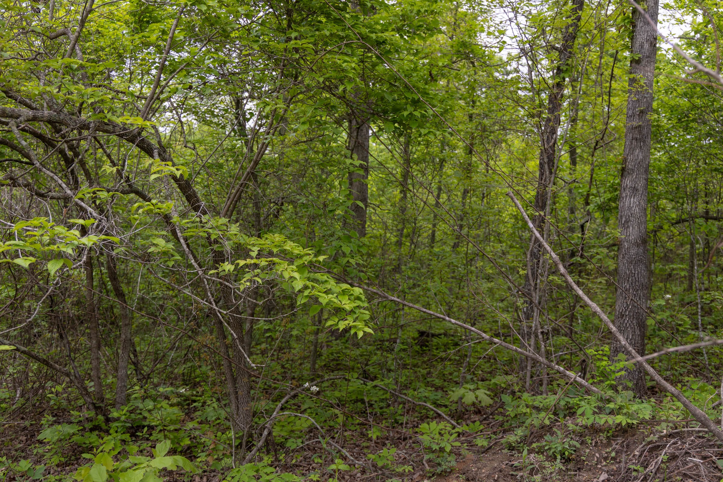 Sleepy Hollow Phase II Tract 88 photo 5