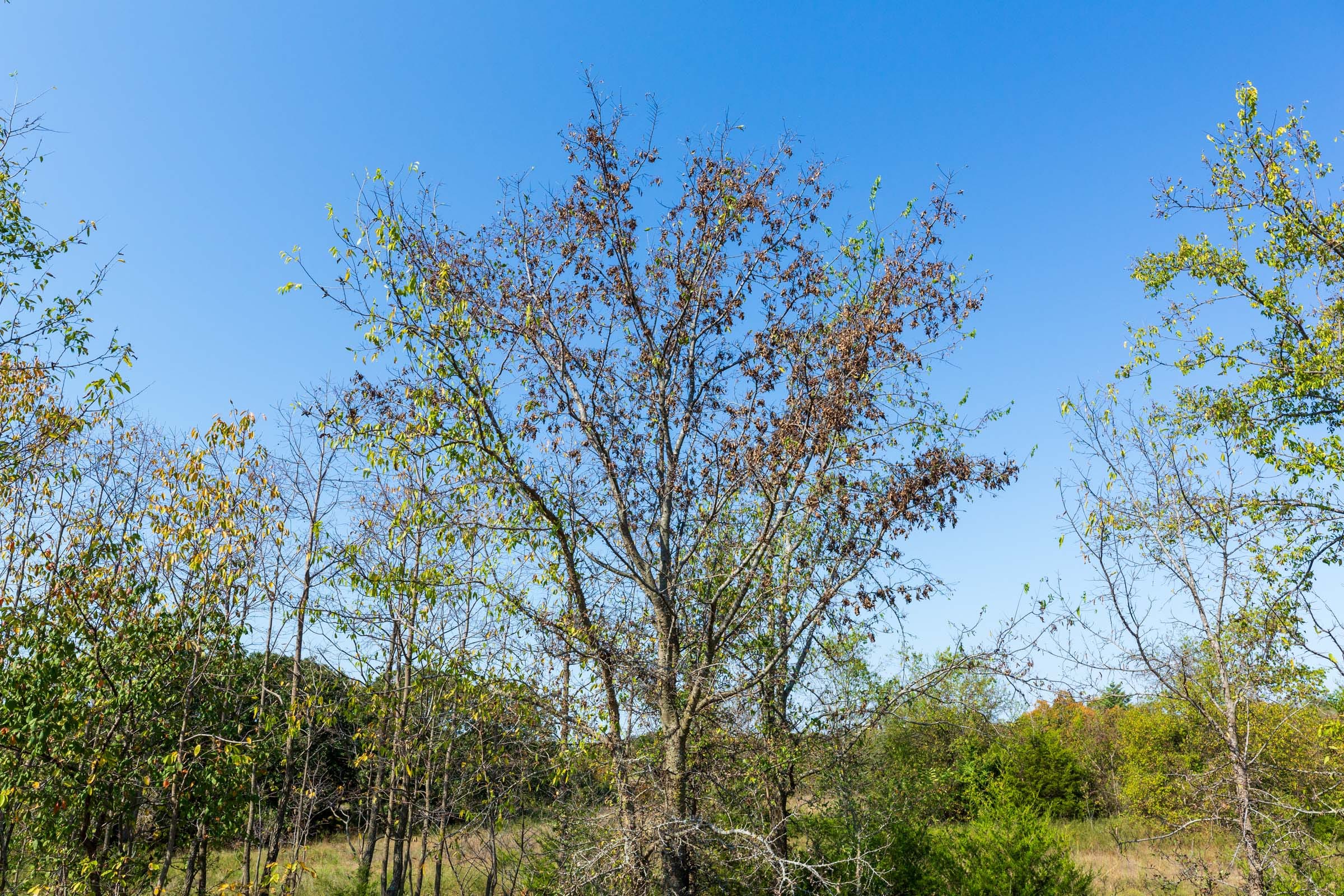 Canyon Creek Tract 13 photo 4