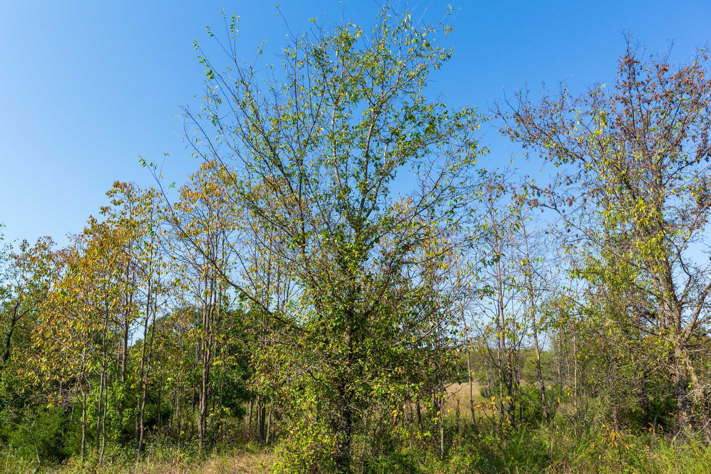 Canyon Creek Tract 13 photo 6