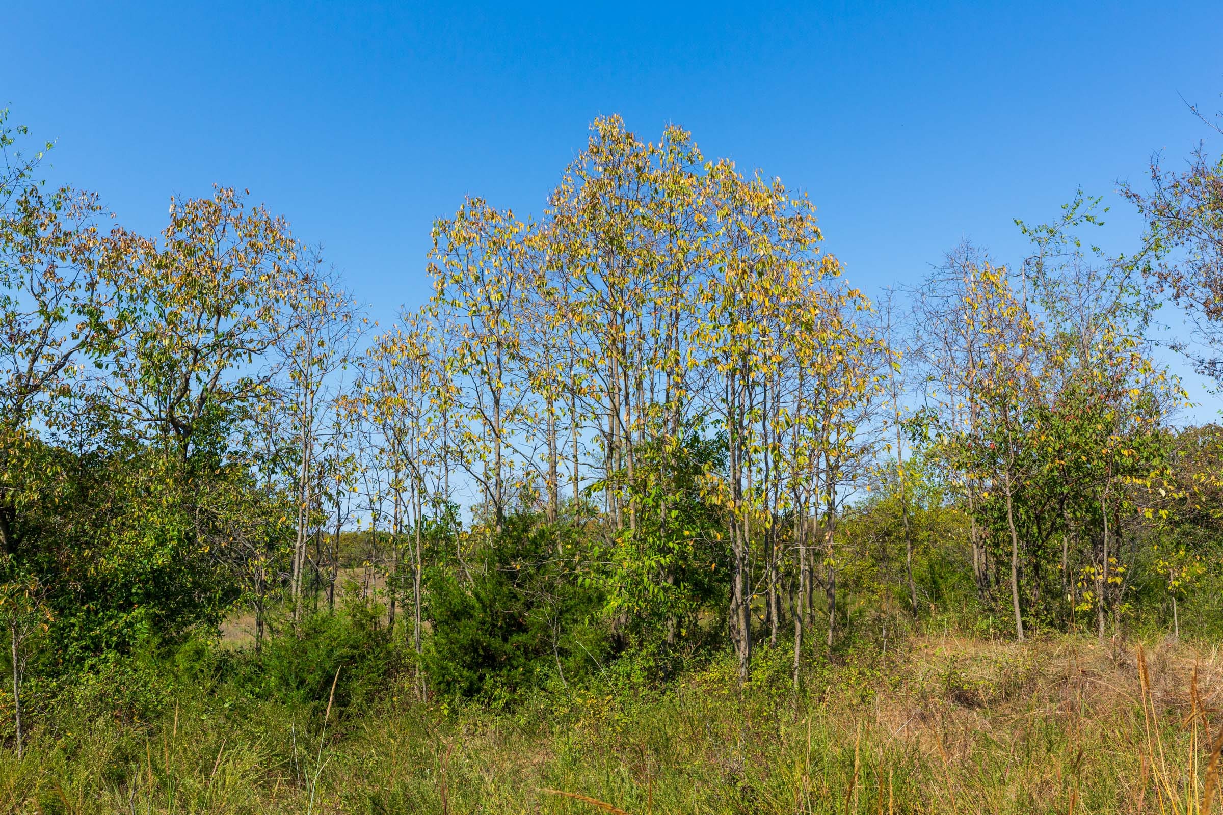 Canyon Creek Tract 13 photo 9
