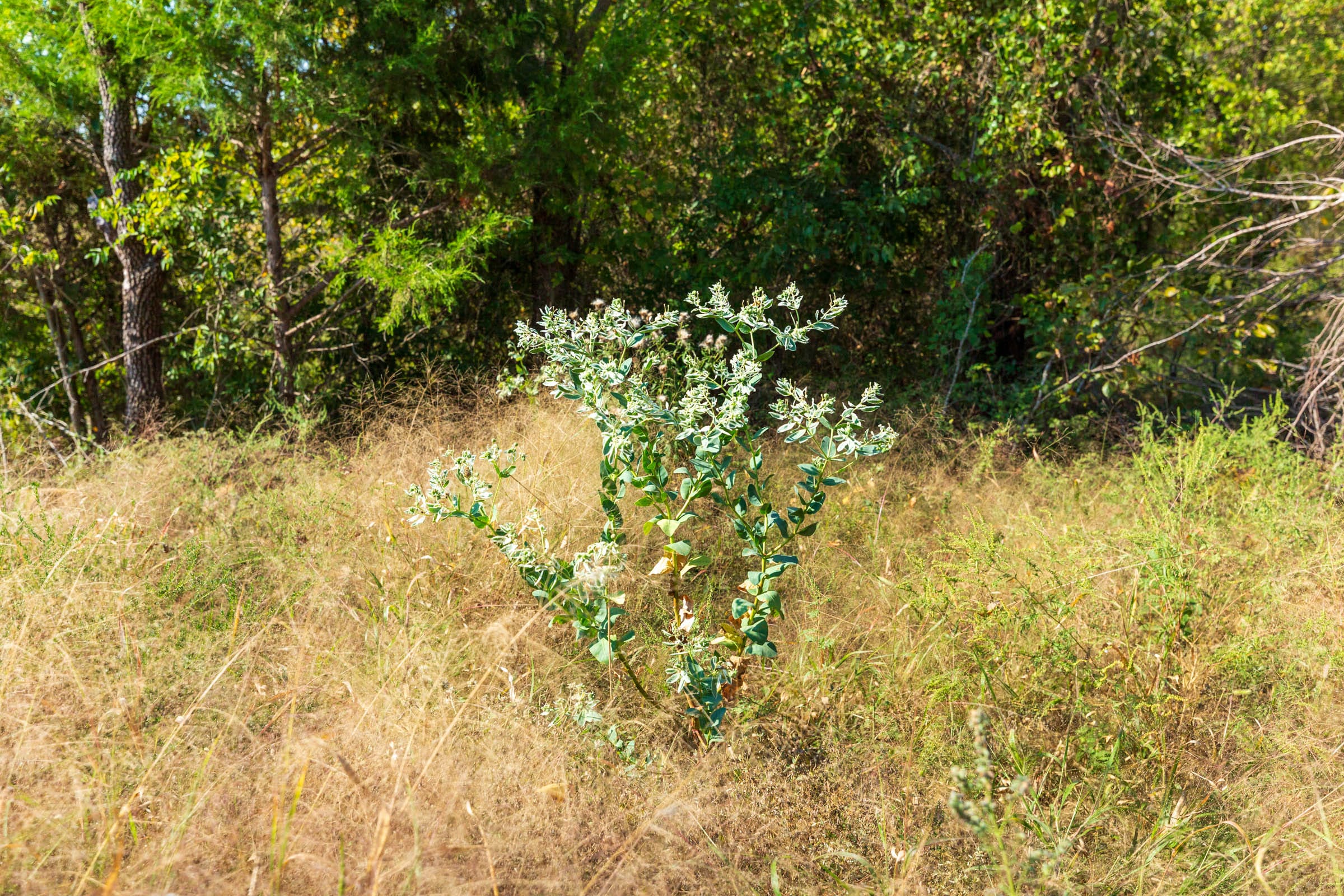 Canyon Creek Tract 13 photo 7