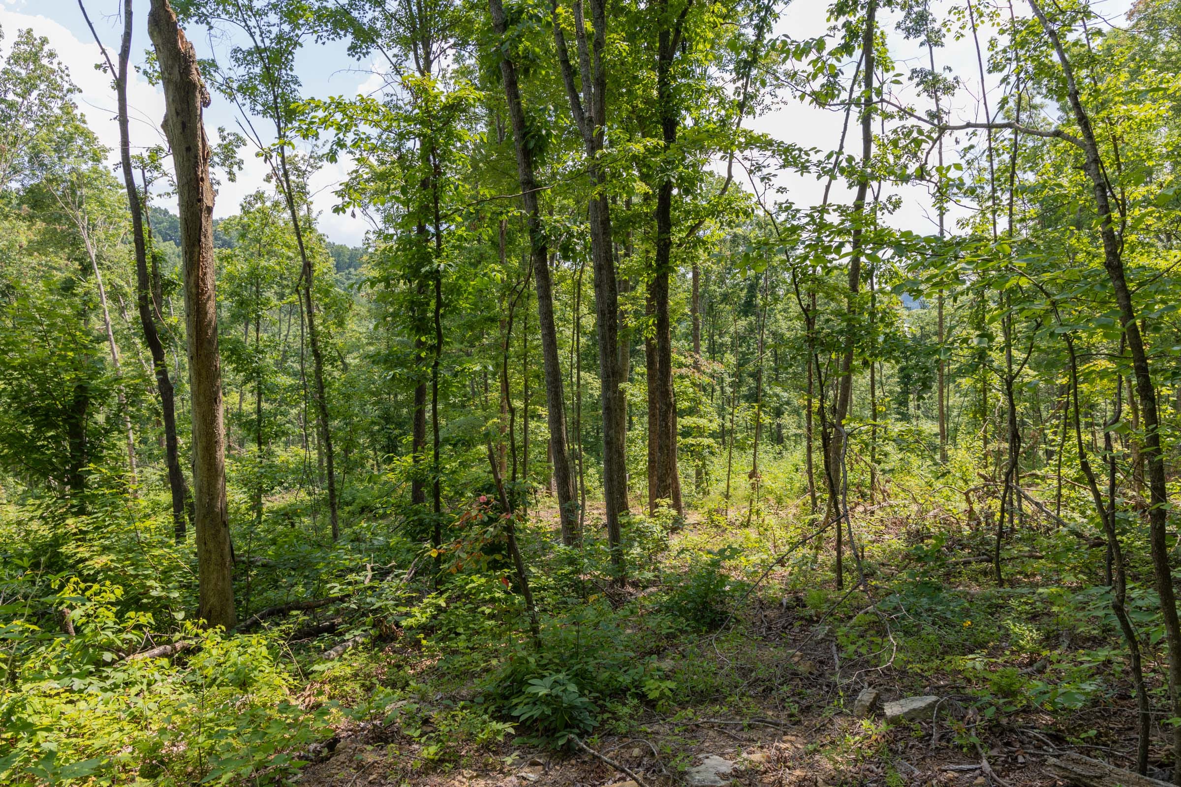 Creek Hollow Phase II Tract 59 photo 6