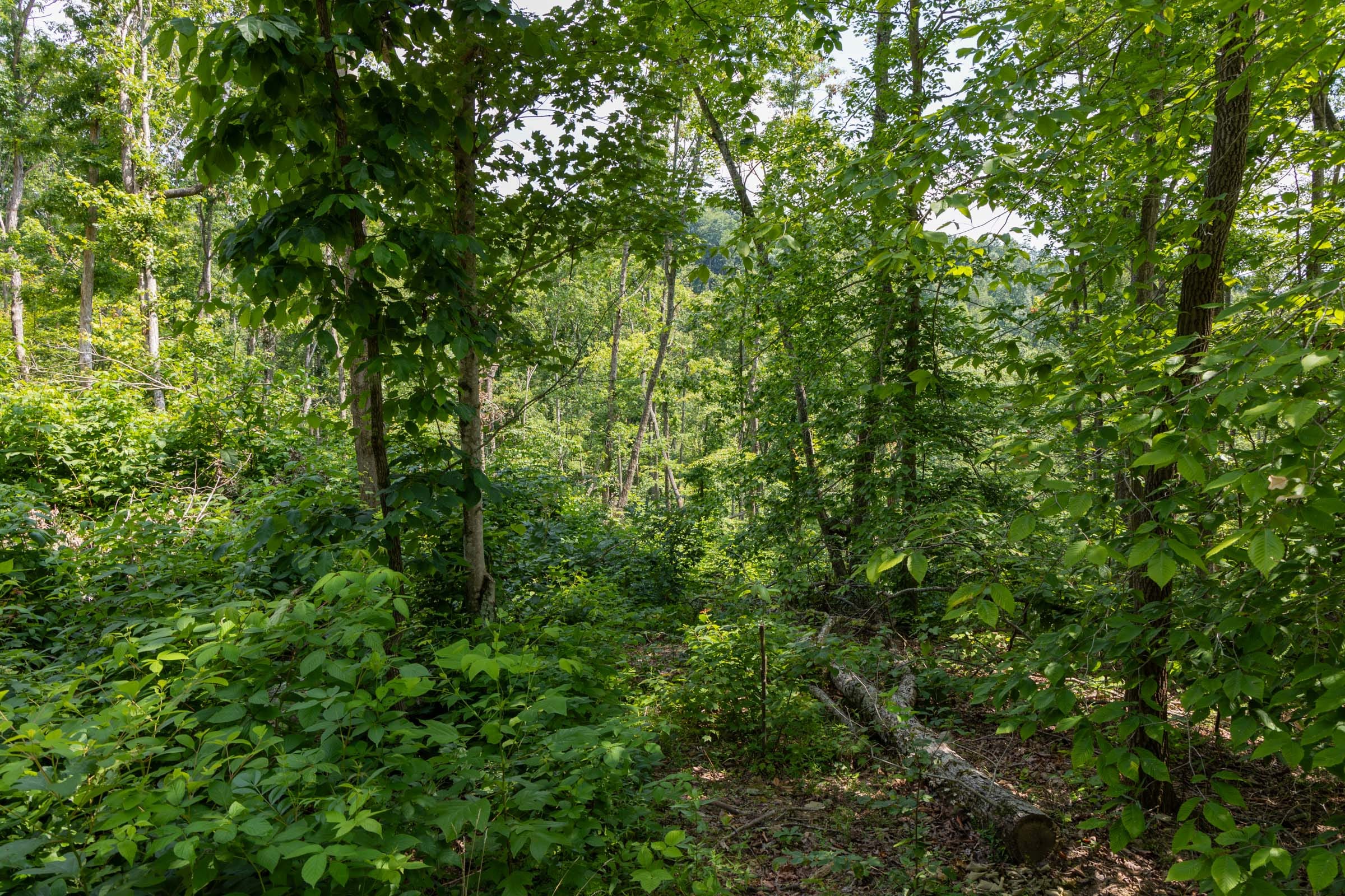 Creek Hollow Phase II Tract 59 photo 3