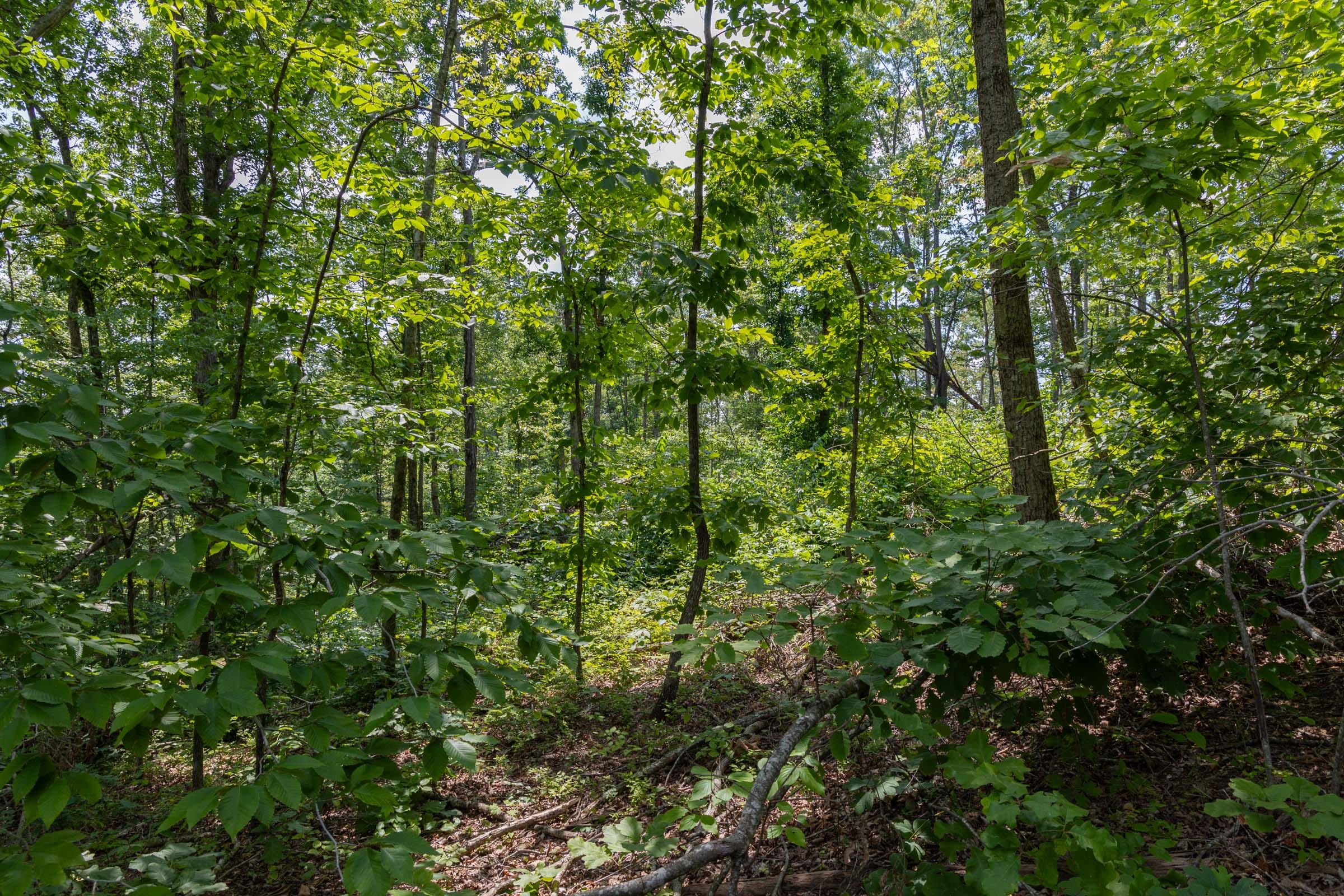 Creek Hollow Phase II Tract 59 photo 4