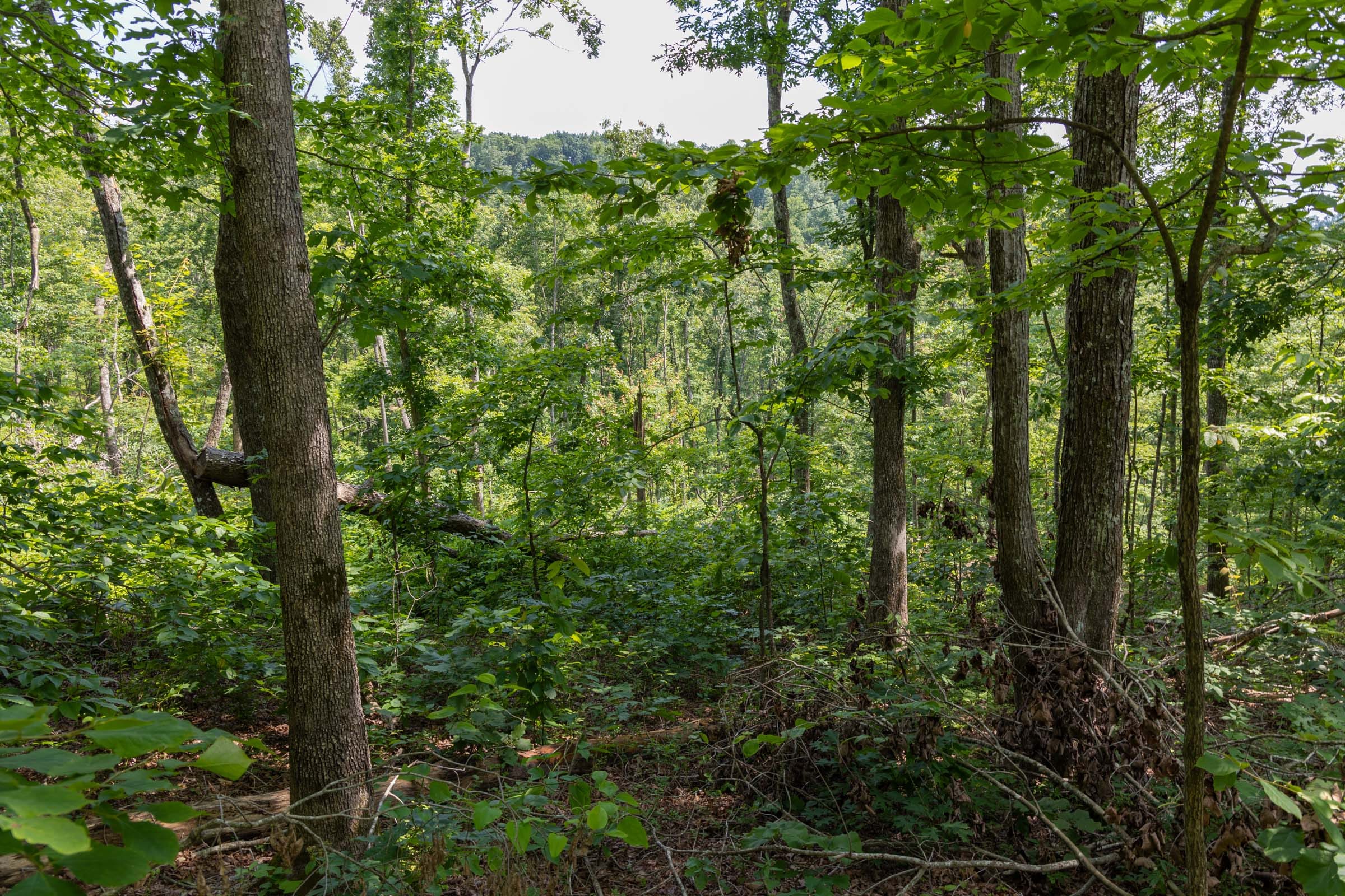 Creek Hollow Phase II Tract 59 photo 12