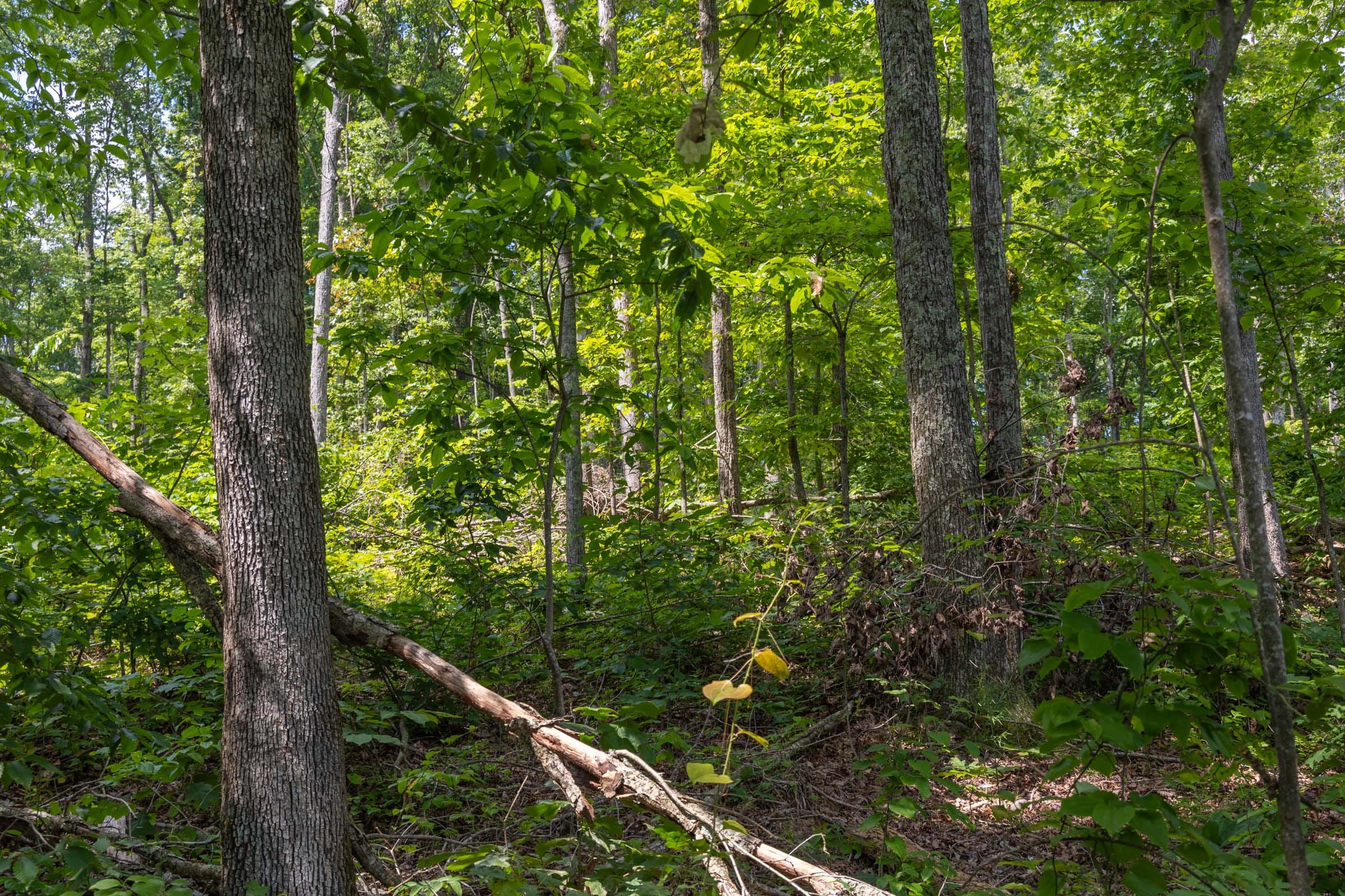 Creek Hollow Phase II Tract 59 photo 8