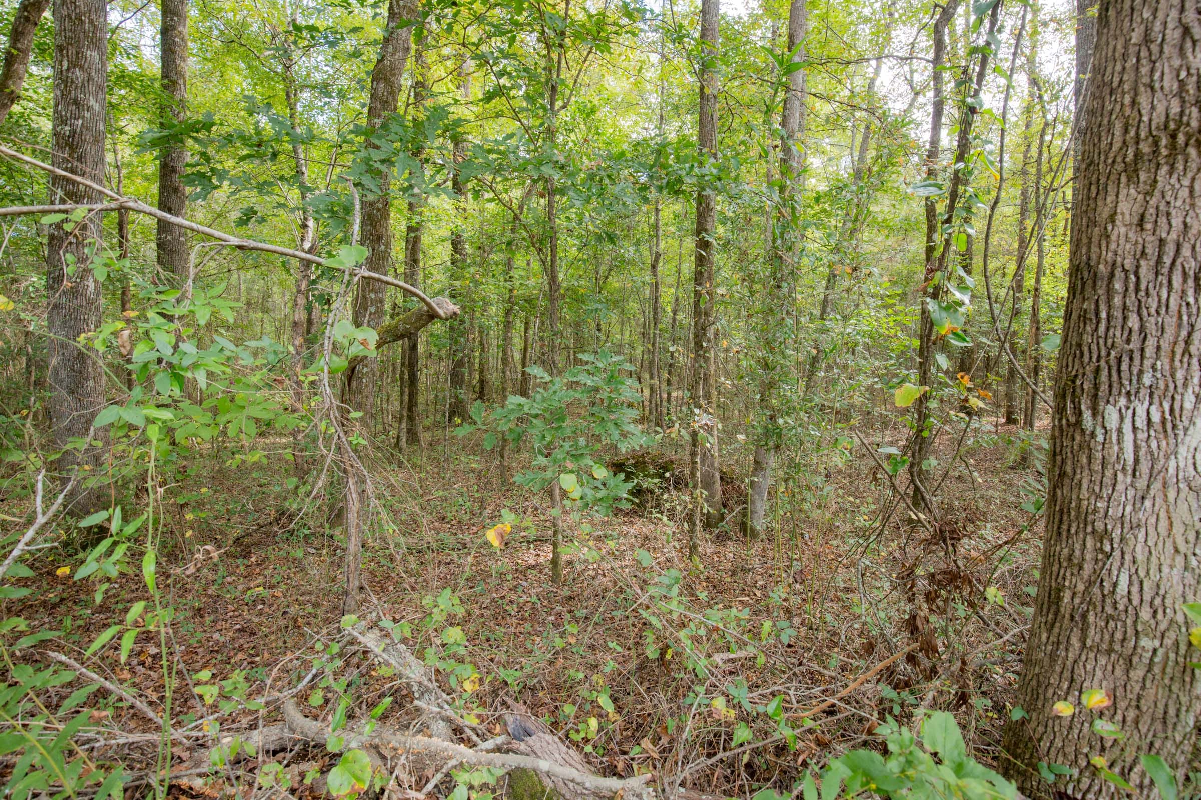 Sky Ranch Tract 12 photo 7