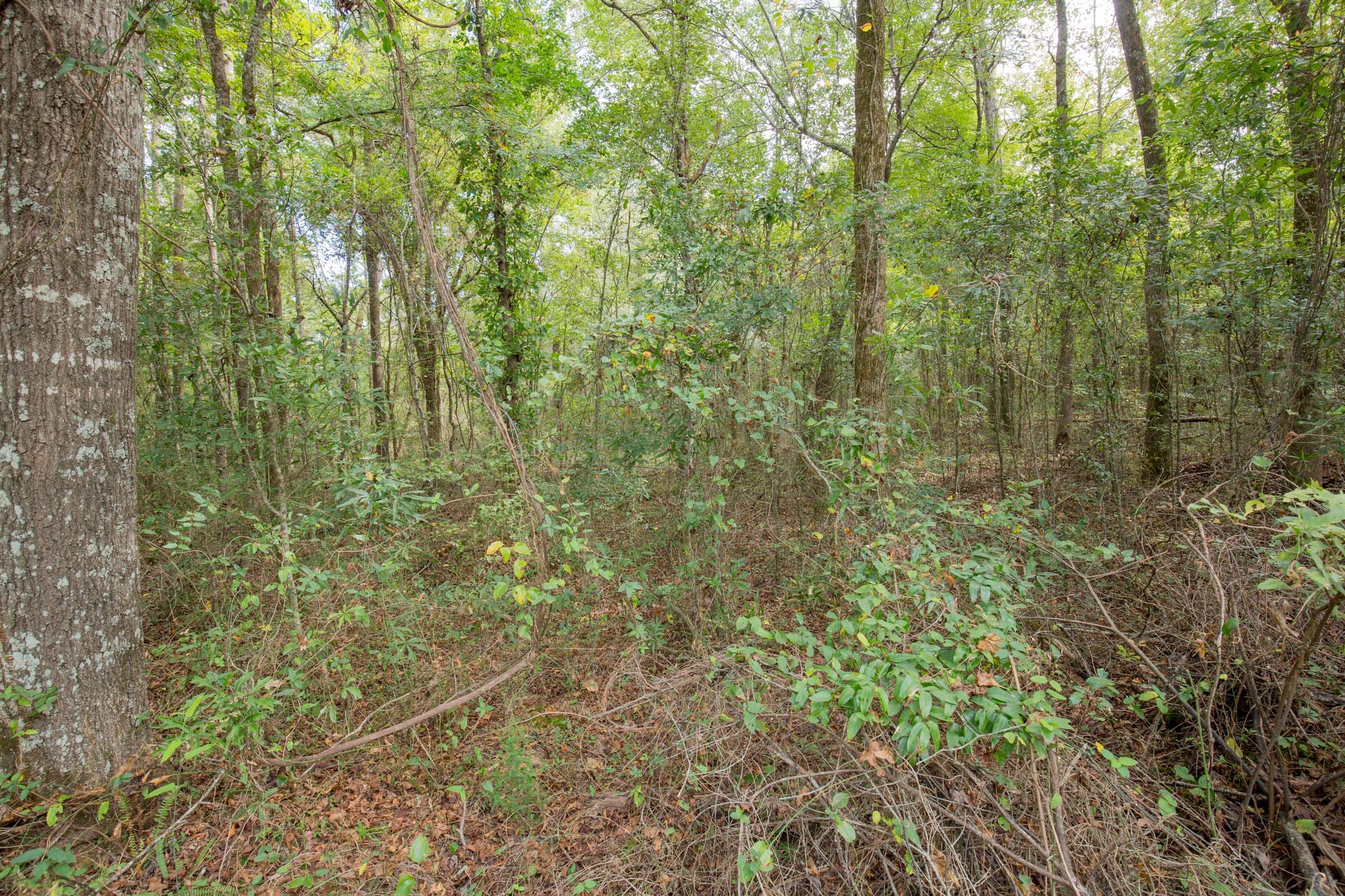Sky Ranch Tract 12 photo 4
