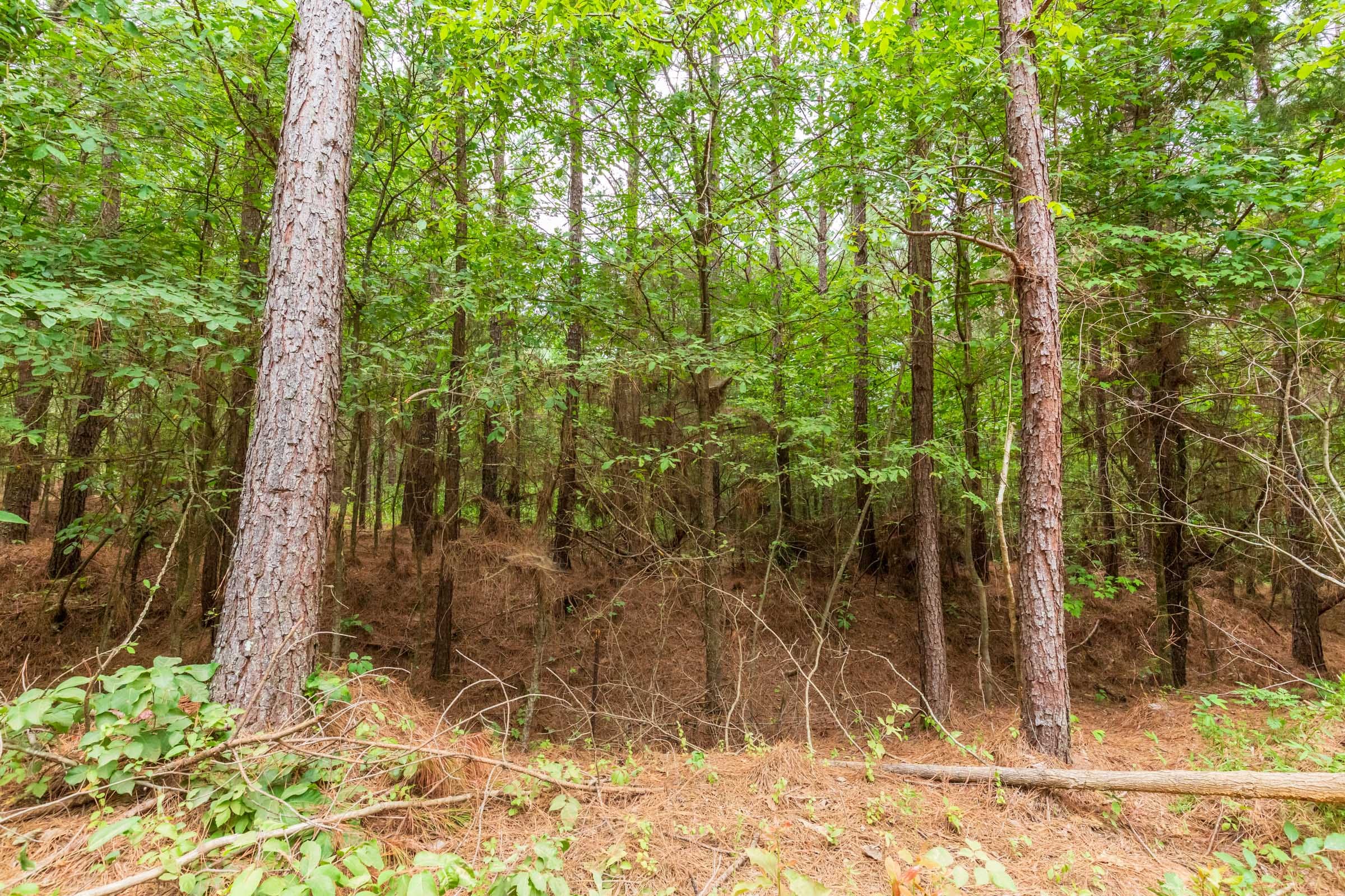 Whiskey Ridge Tract 77 photo 4