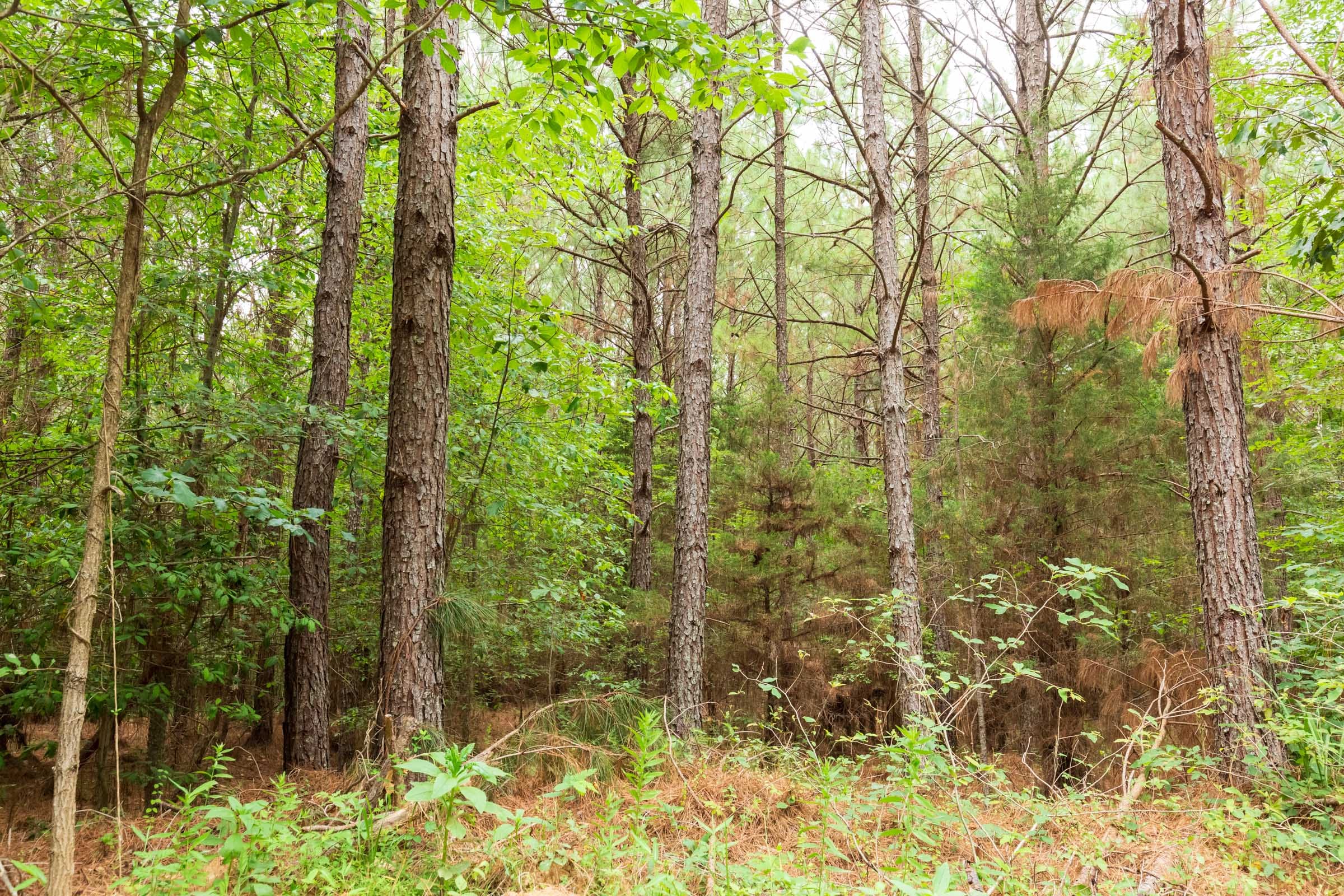 Whiskey Ridge Tract 77 photo 5