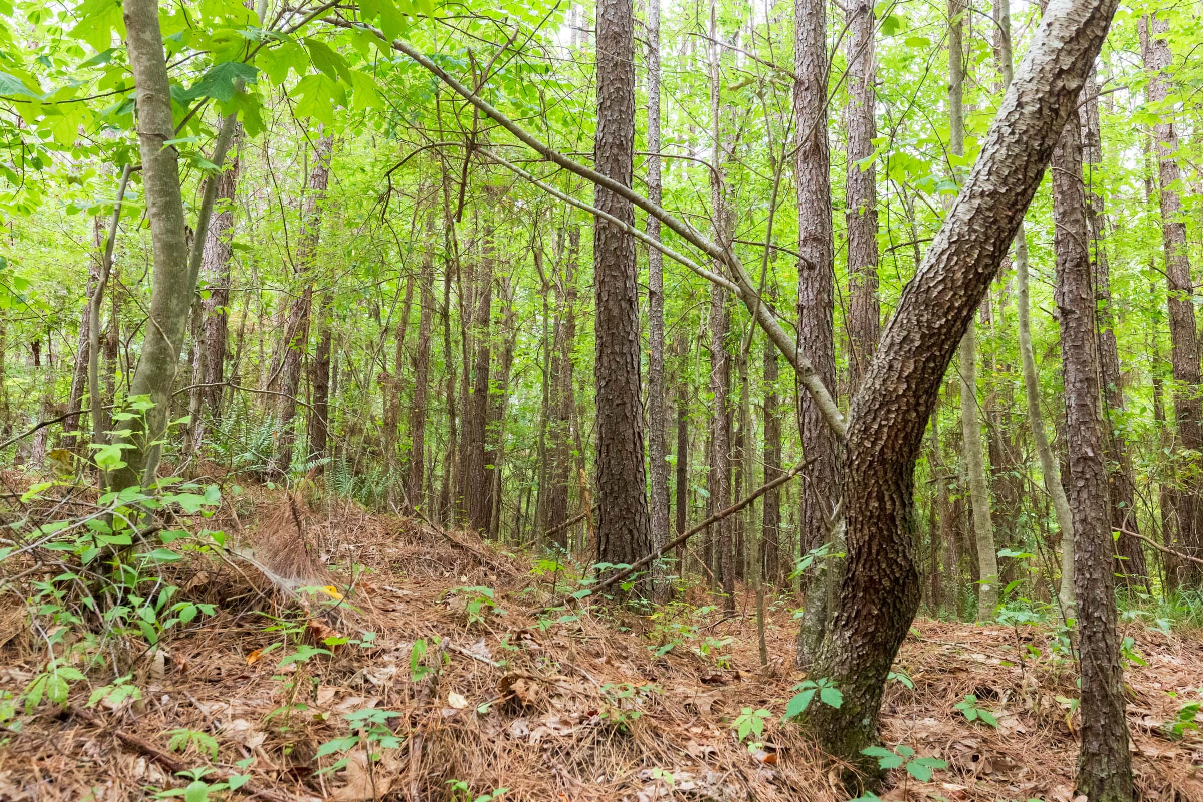 Whiskey Ridge Tract 77 photo 6