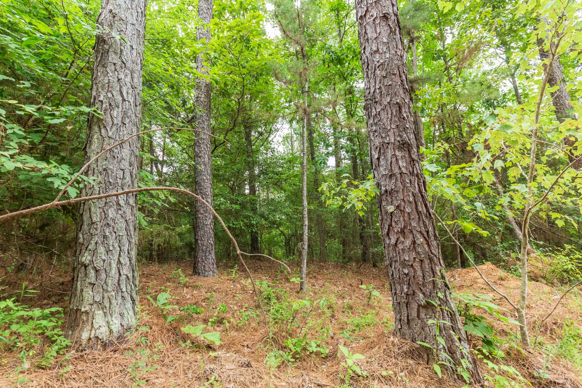 Whiskey Ridge Tract 77 photo 7