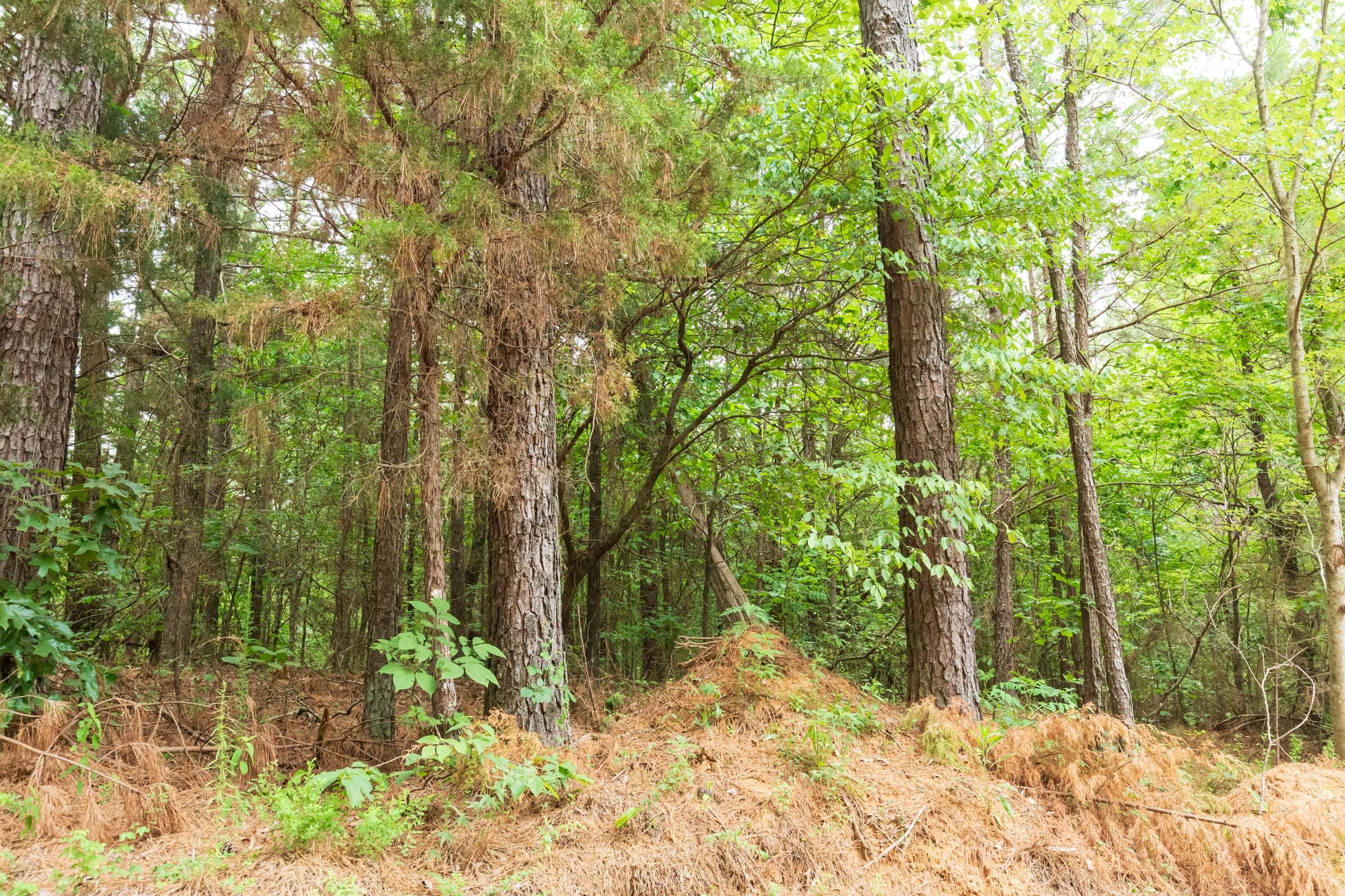 Whiskey Ridge Tract 77 photo 9