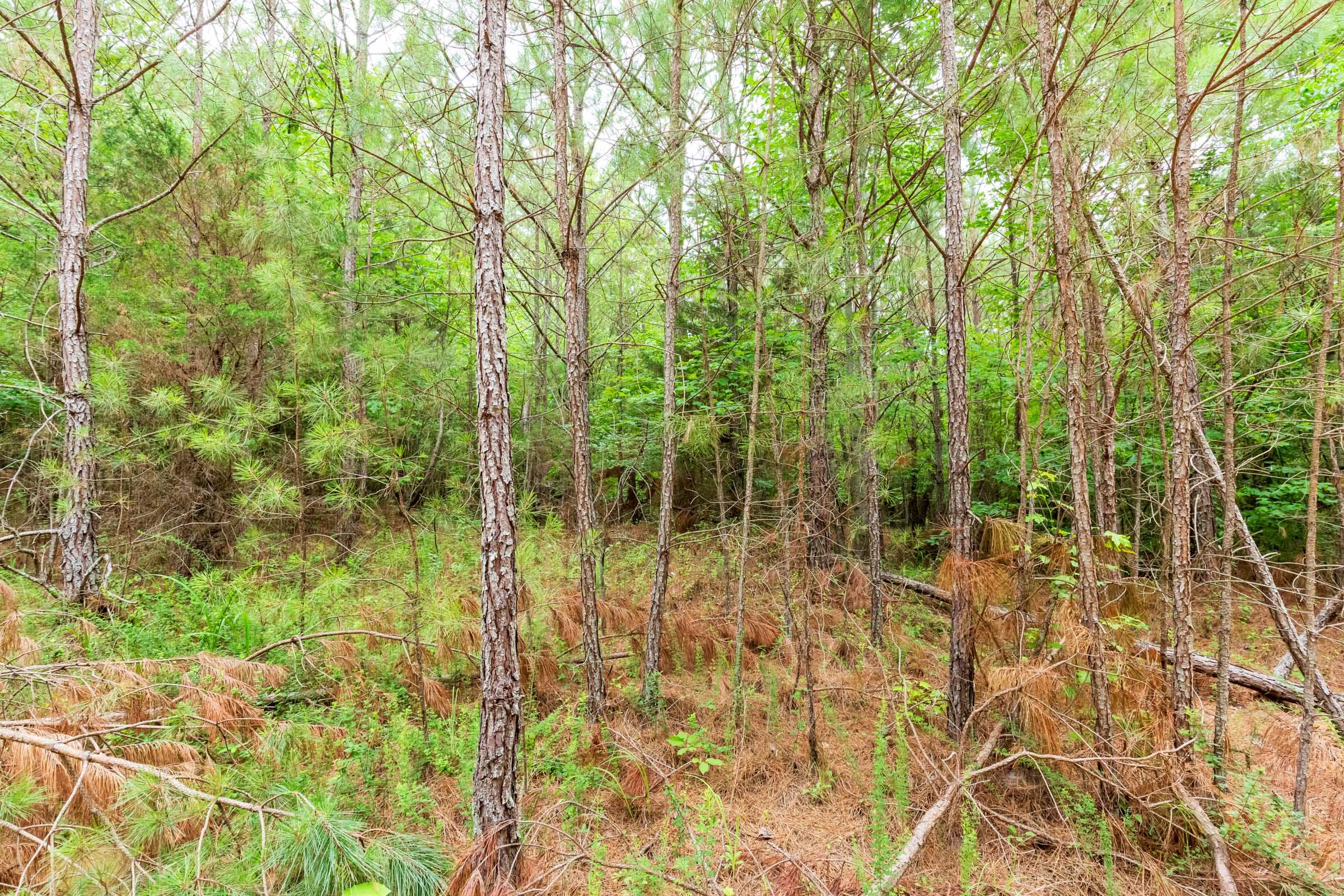 Whiskey Ridge Tract 77 photo 10