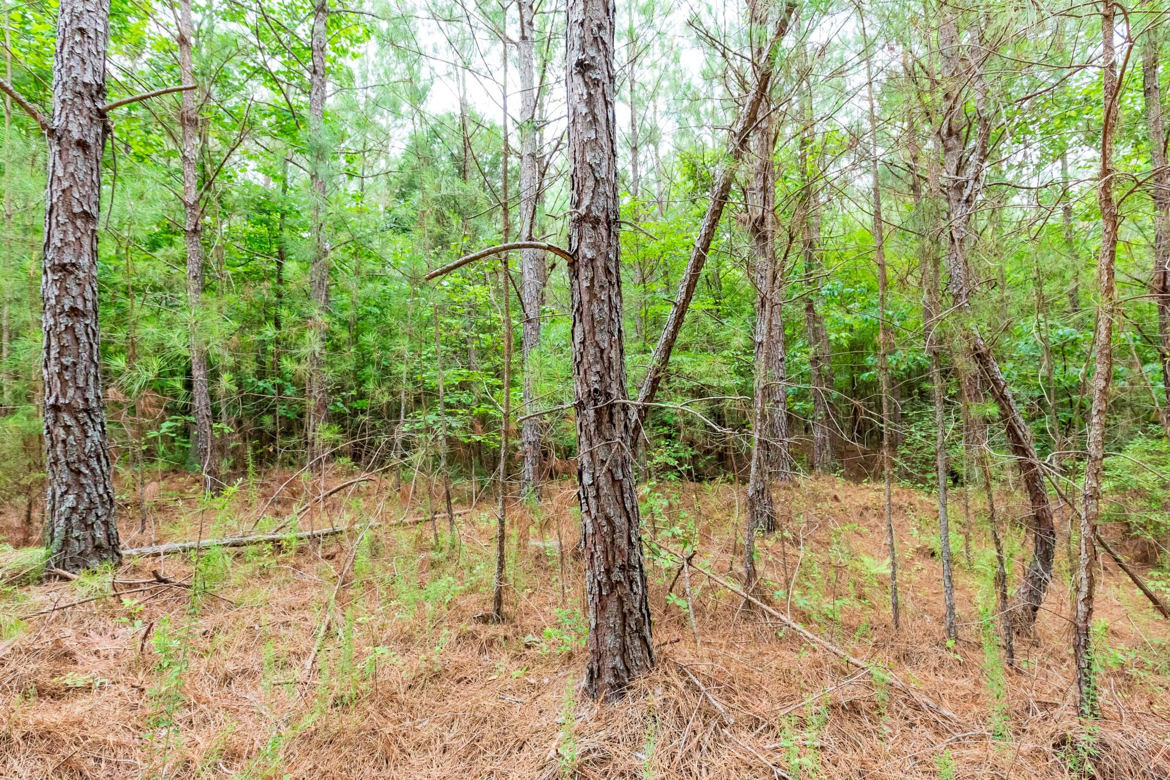 Whiskey Ridge Tract 77 photo 11