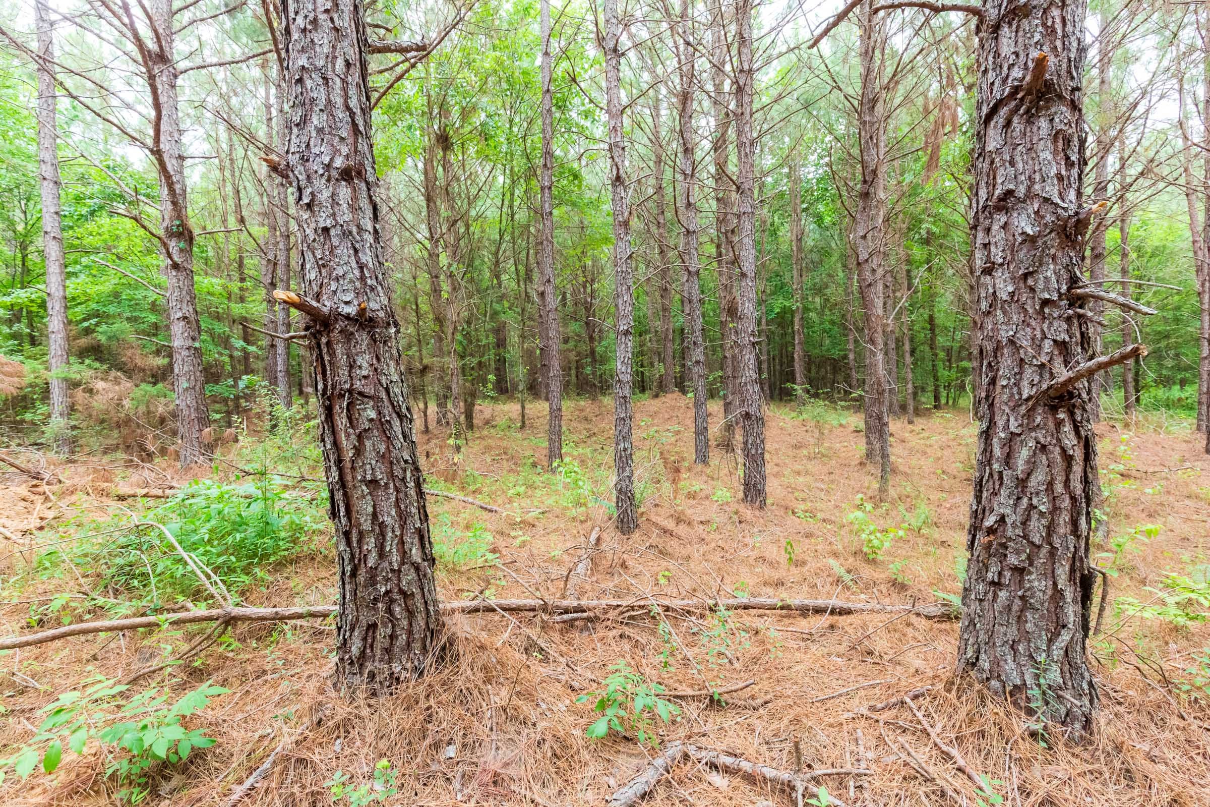 Whiskey Ridge Tract 77 photo 1