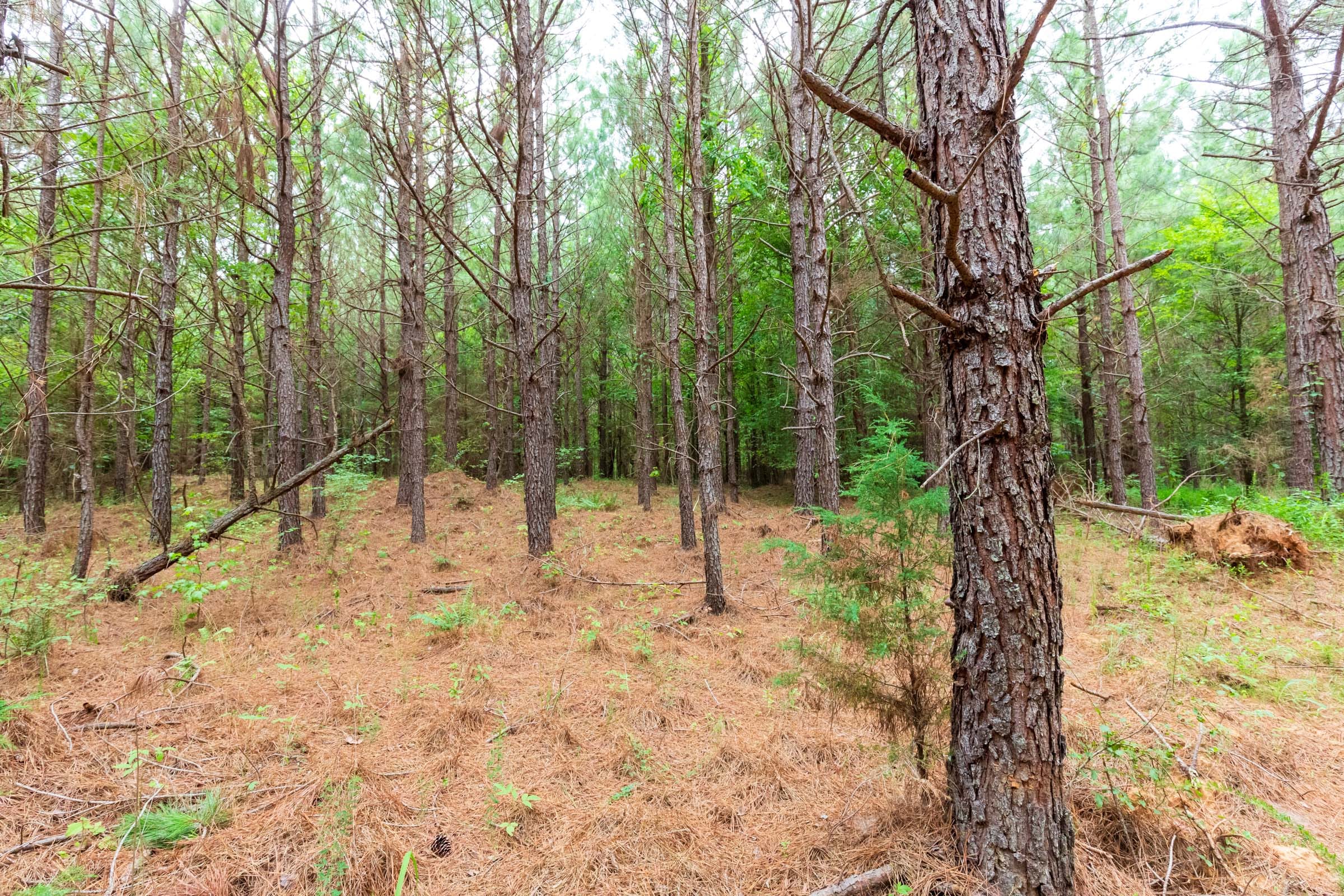 Whiskey Ridge Tract 77 photo 13