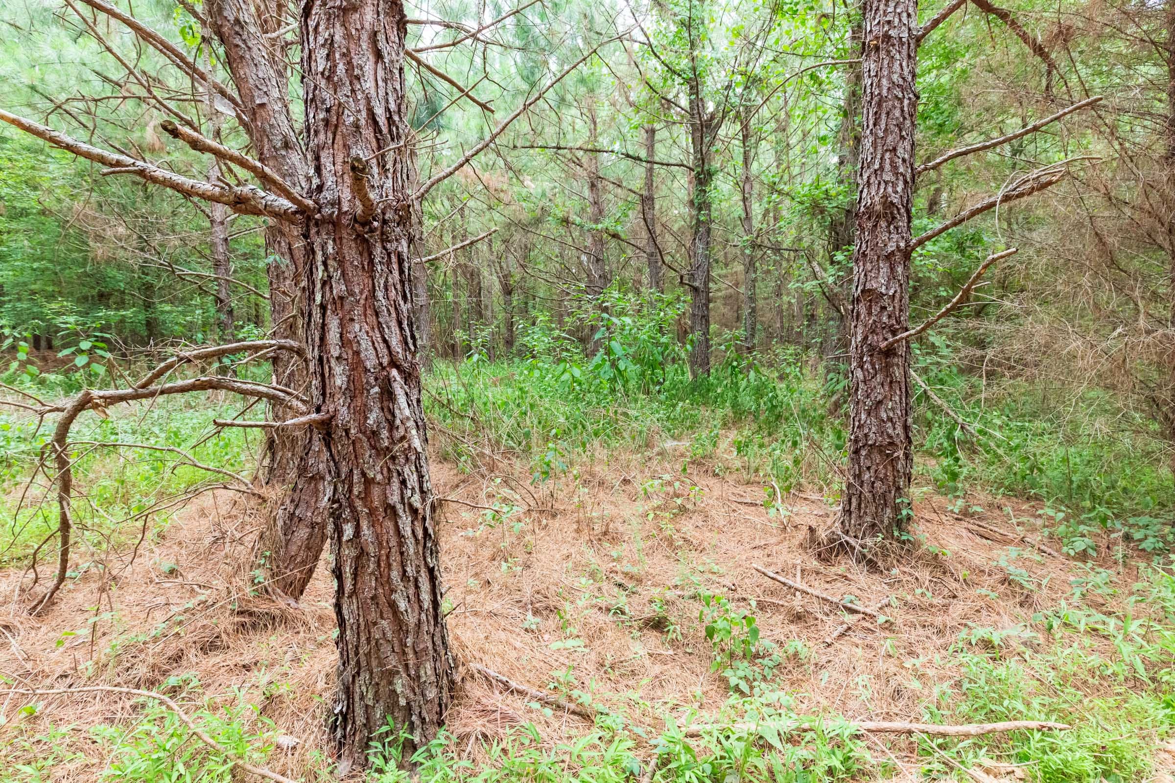 Whiskey Ridge Tract 77 photo 3