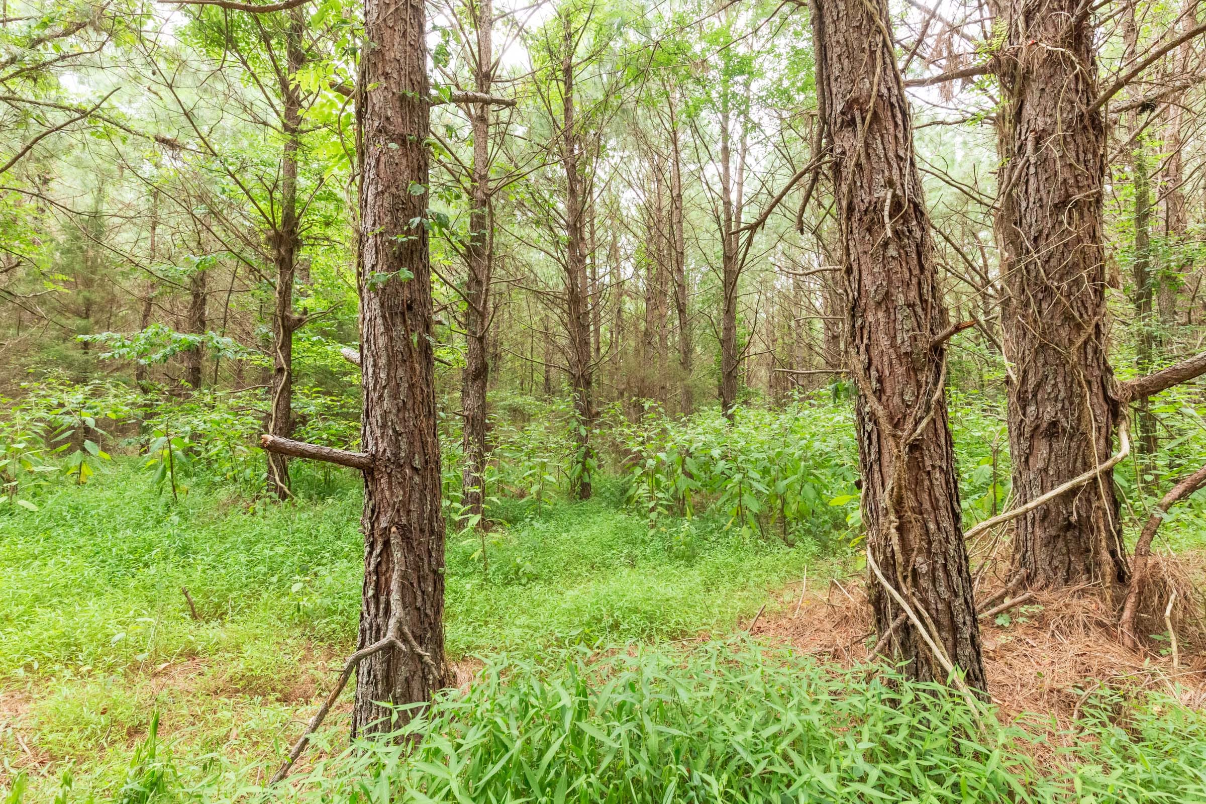 Whiskey Ridge Tract 77 photo 14