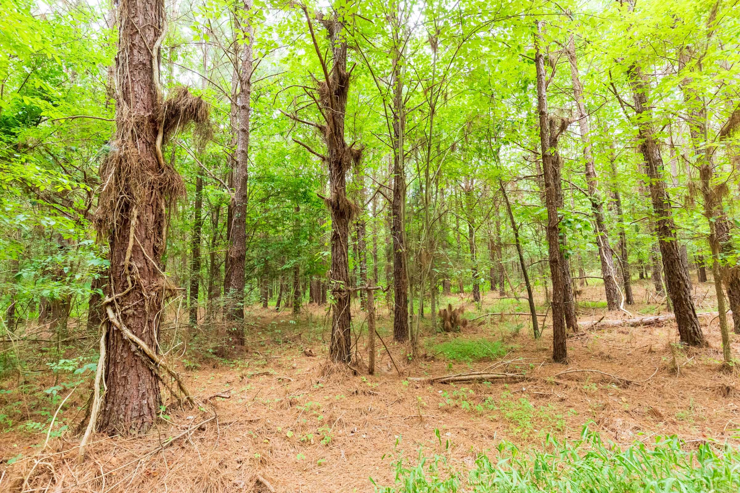 Whiskey Ridge Tract 77 photo 17