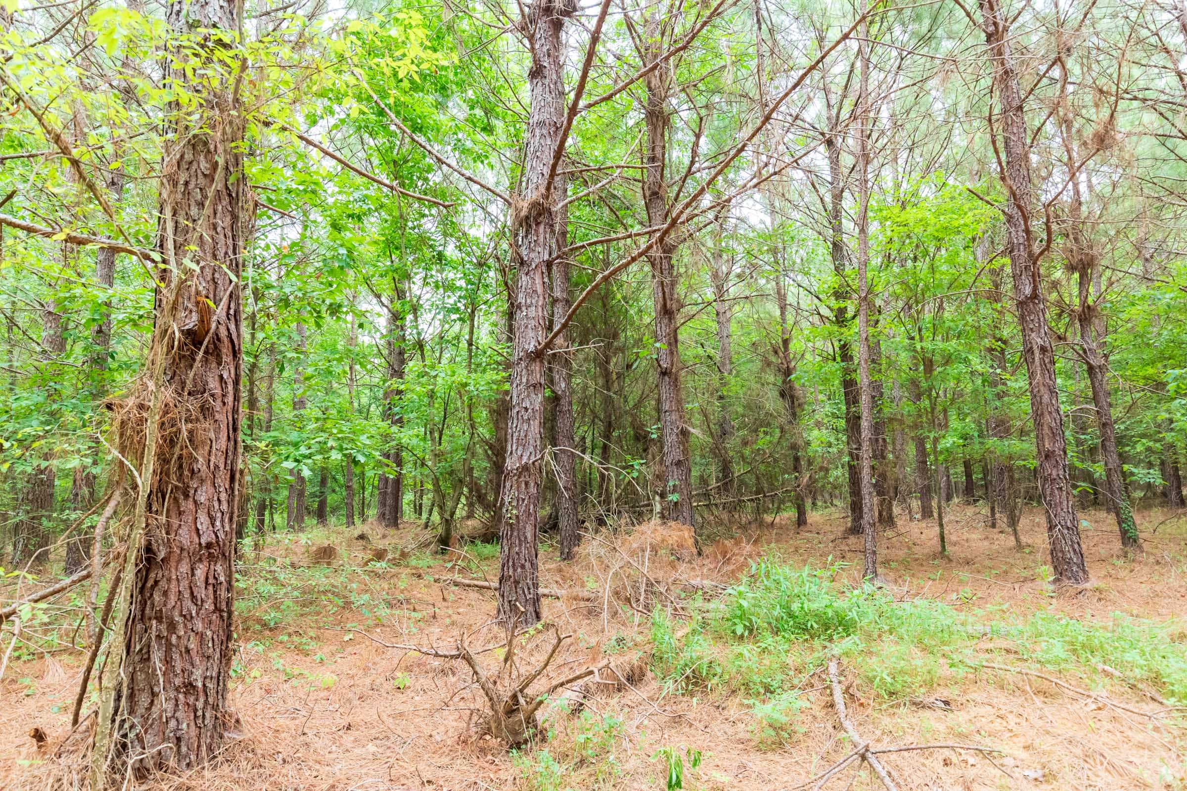 Whiskey Ridge Tract 77 photo 18