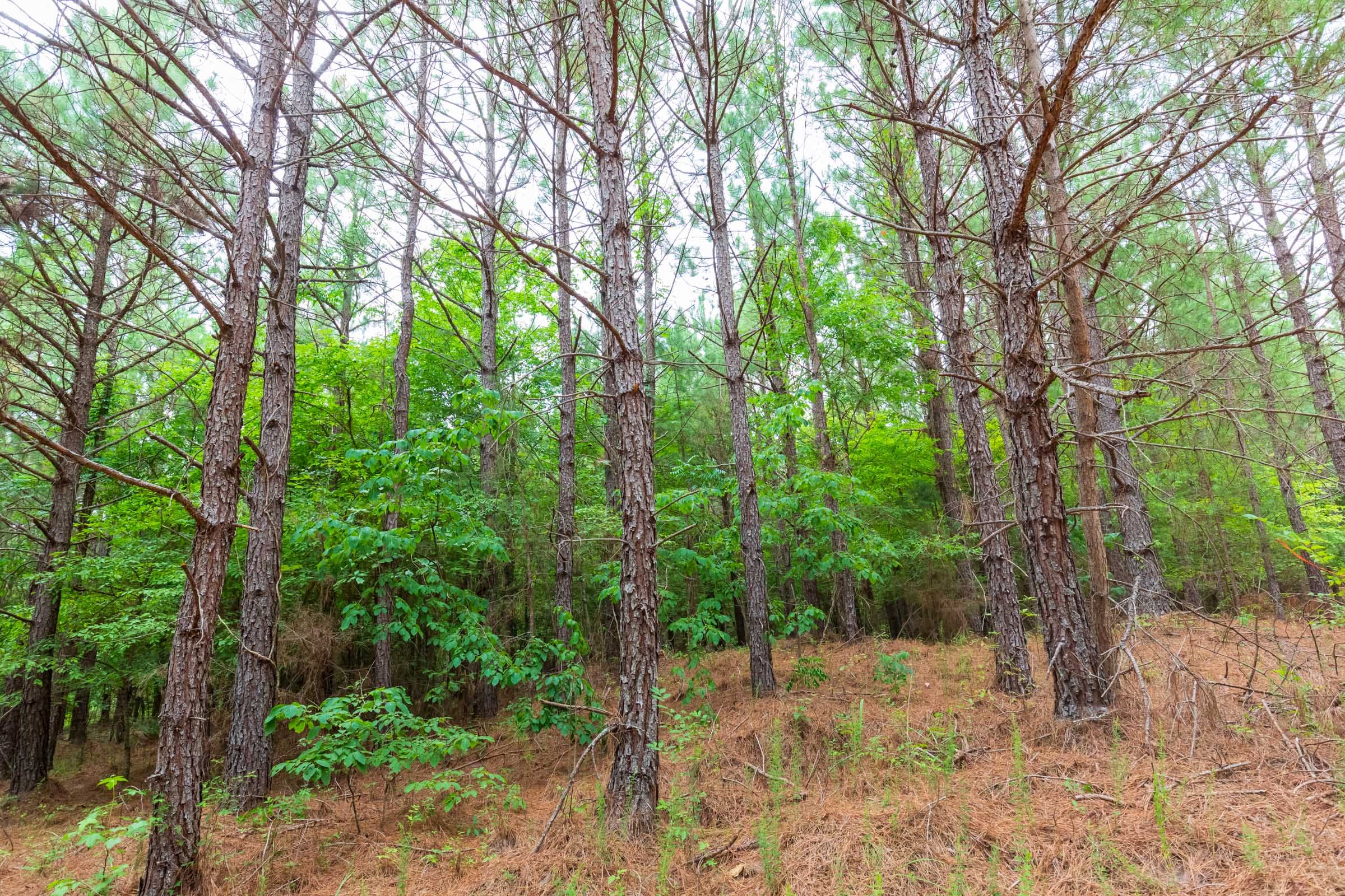 Whiskey Ridge Tract 77 photo 8