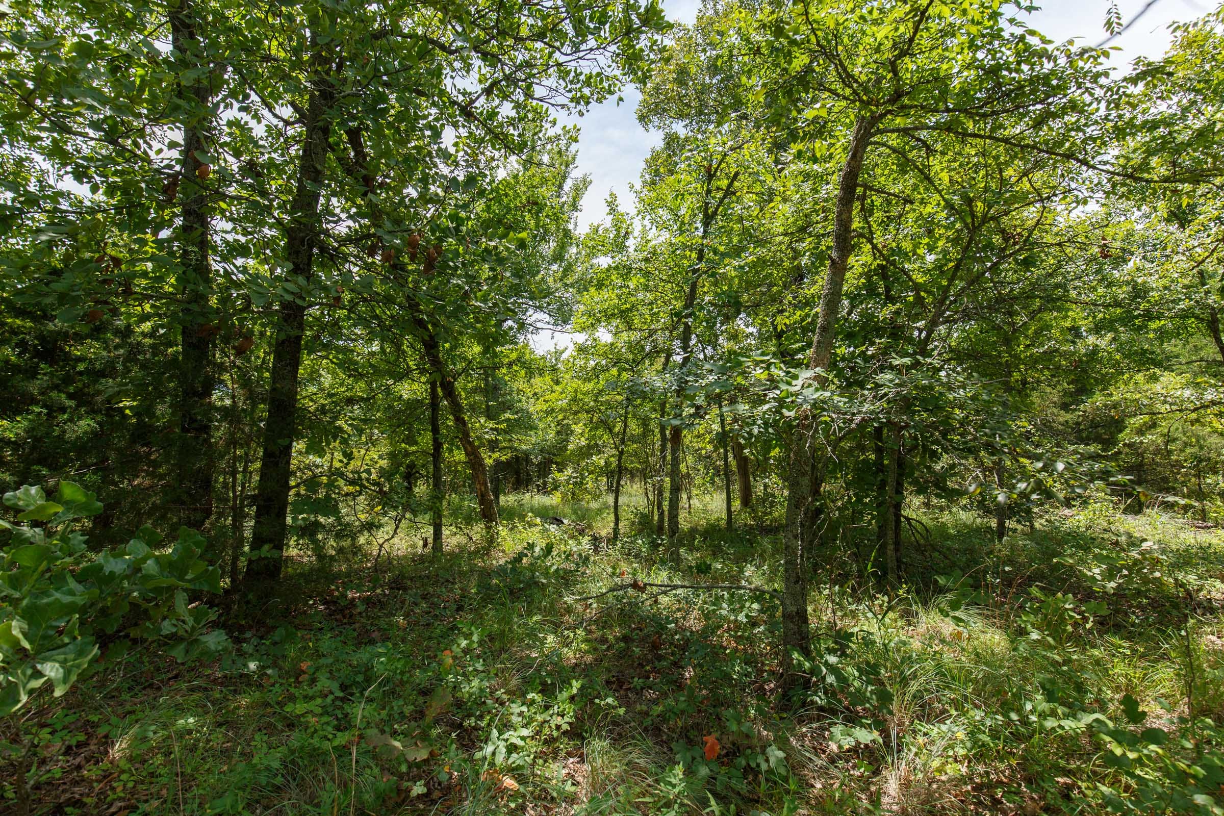 Timber Ridge Tract 19 photo 3