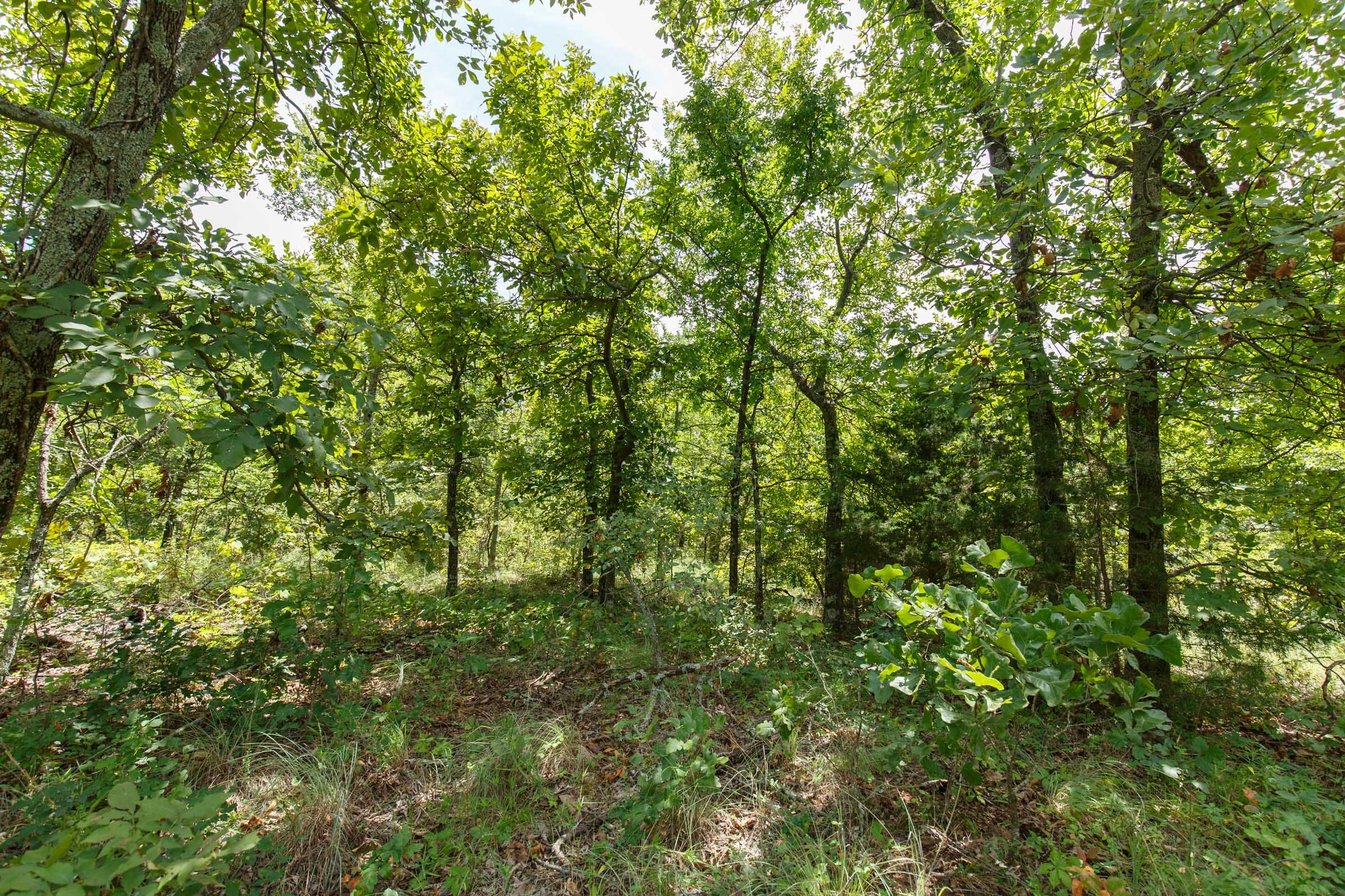 Timber Ridge Tract 19 photo 6