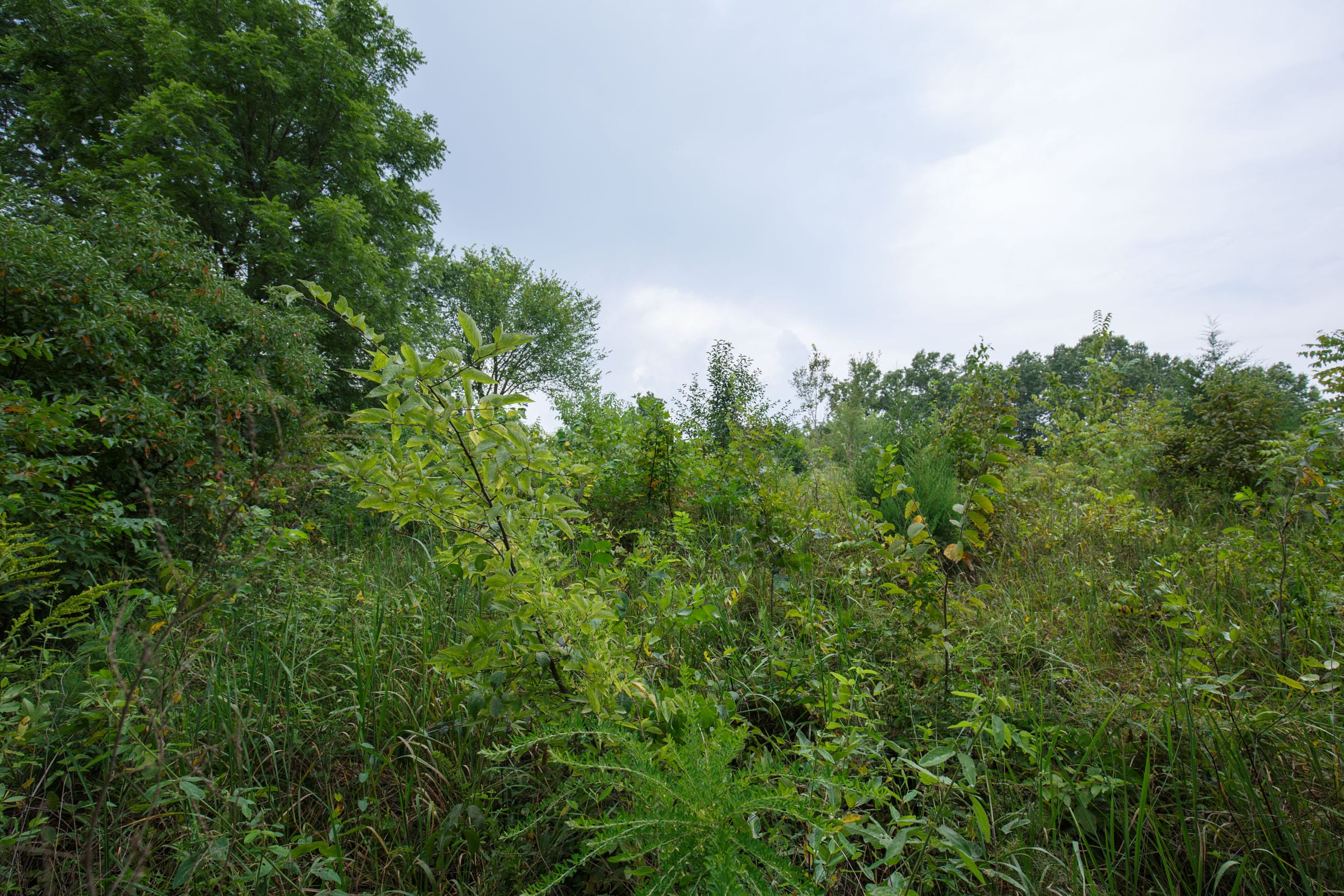 Spring Lake Plat 5 Tract 123 photo 3