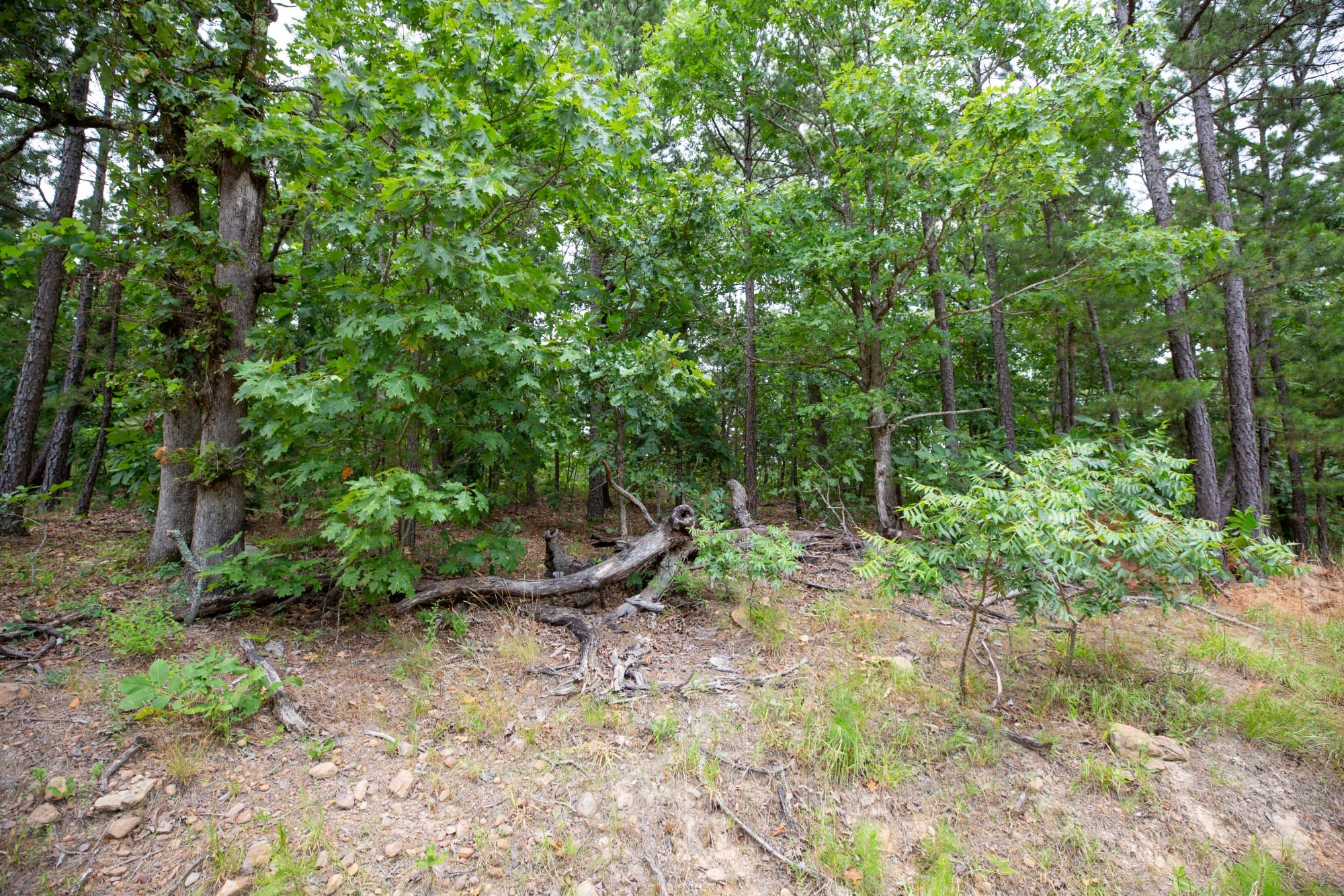 Eagle’s Nest Tract 81 photo 3