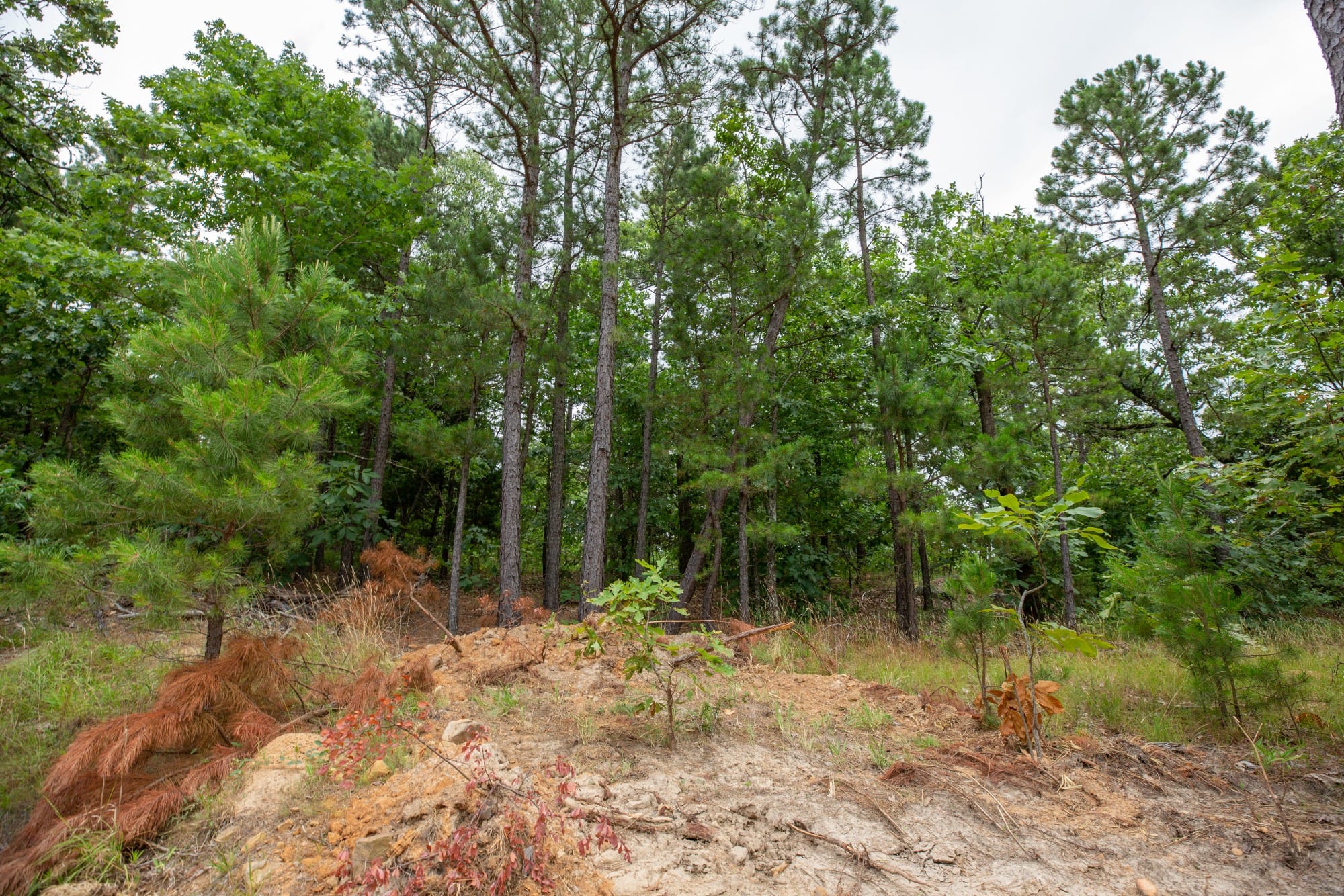 Eagle’s Nest Tract 81 photo 4