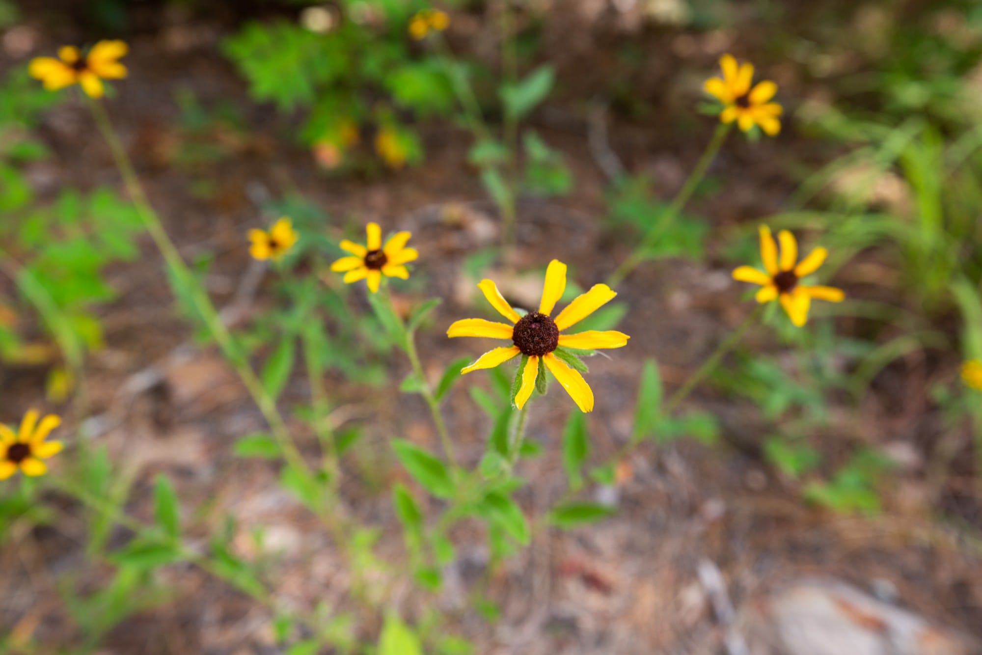 Eagle’s Nest Tract 81 photo 8