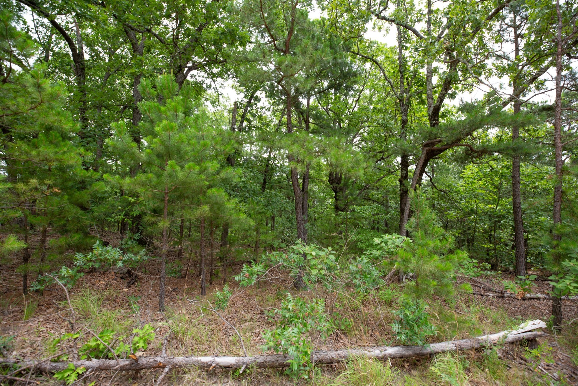Eagle’s Nest Tract 81 photo 15