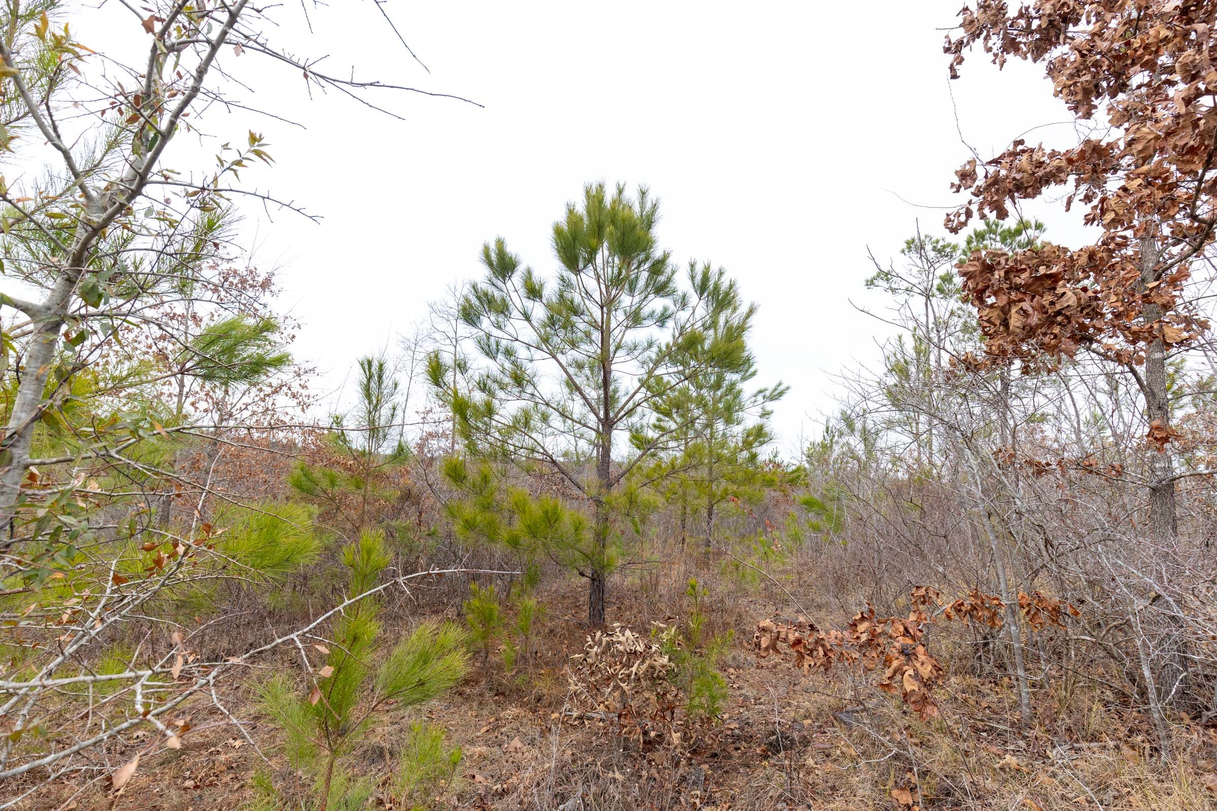 Baker Creek Tract 14 photo 2