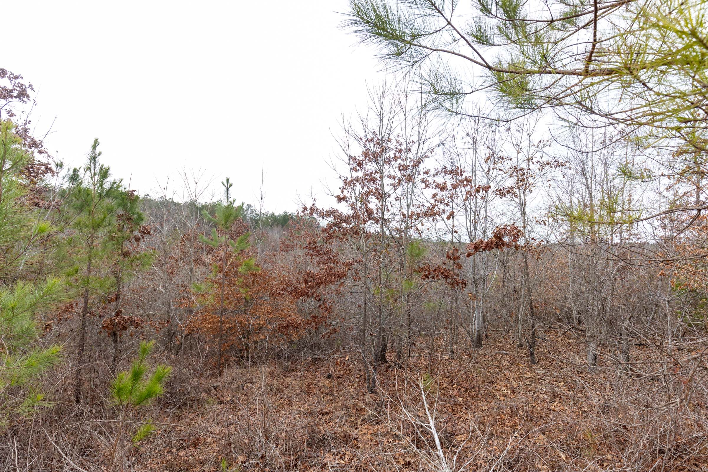 Baker Creek Tract 14 photo 4