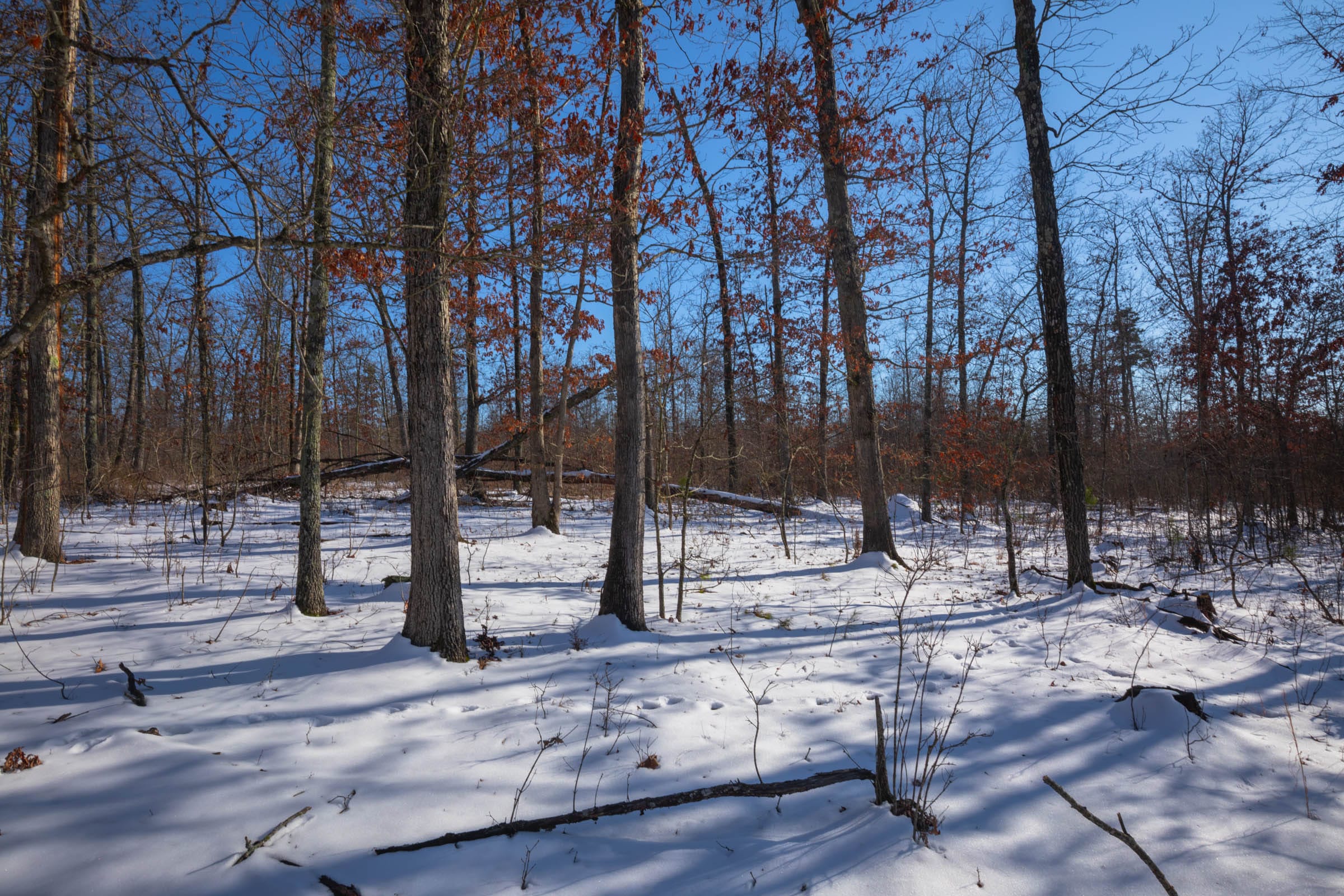 Sleepy Hollow Phase I Tract 44 photo 7