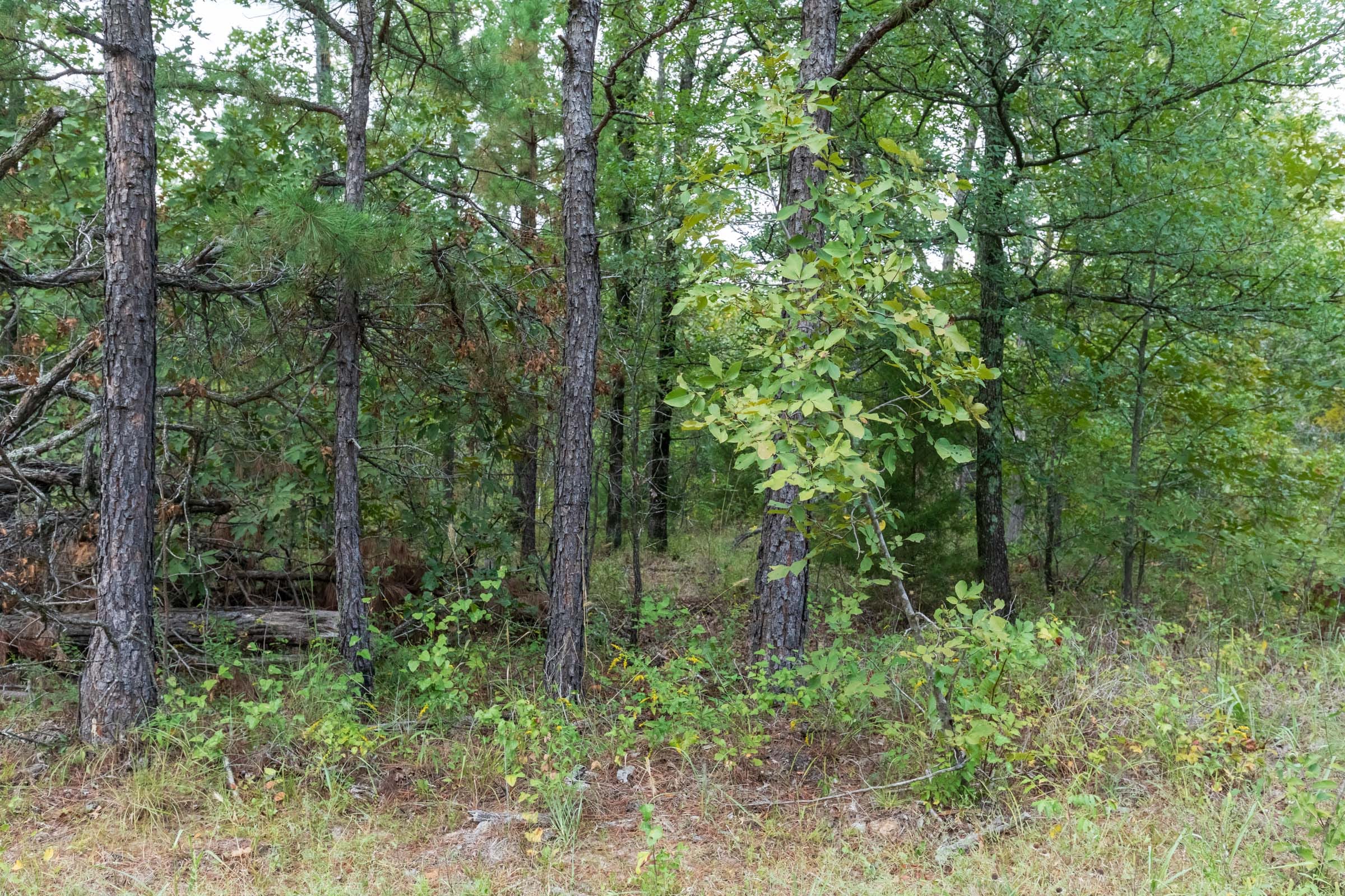 Stone Bridge Phase V Tract 354 photo 2