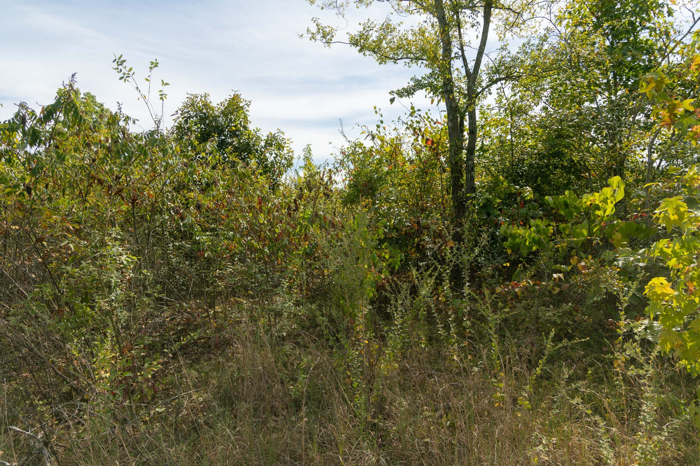Big White Oak Tract 40 photo 9