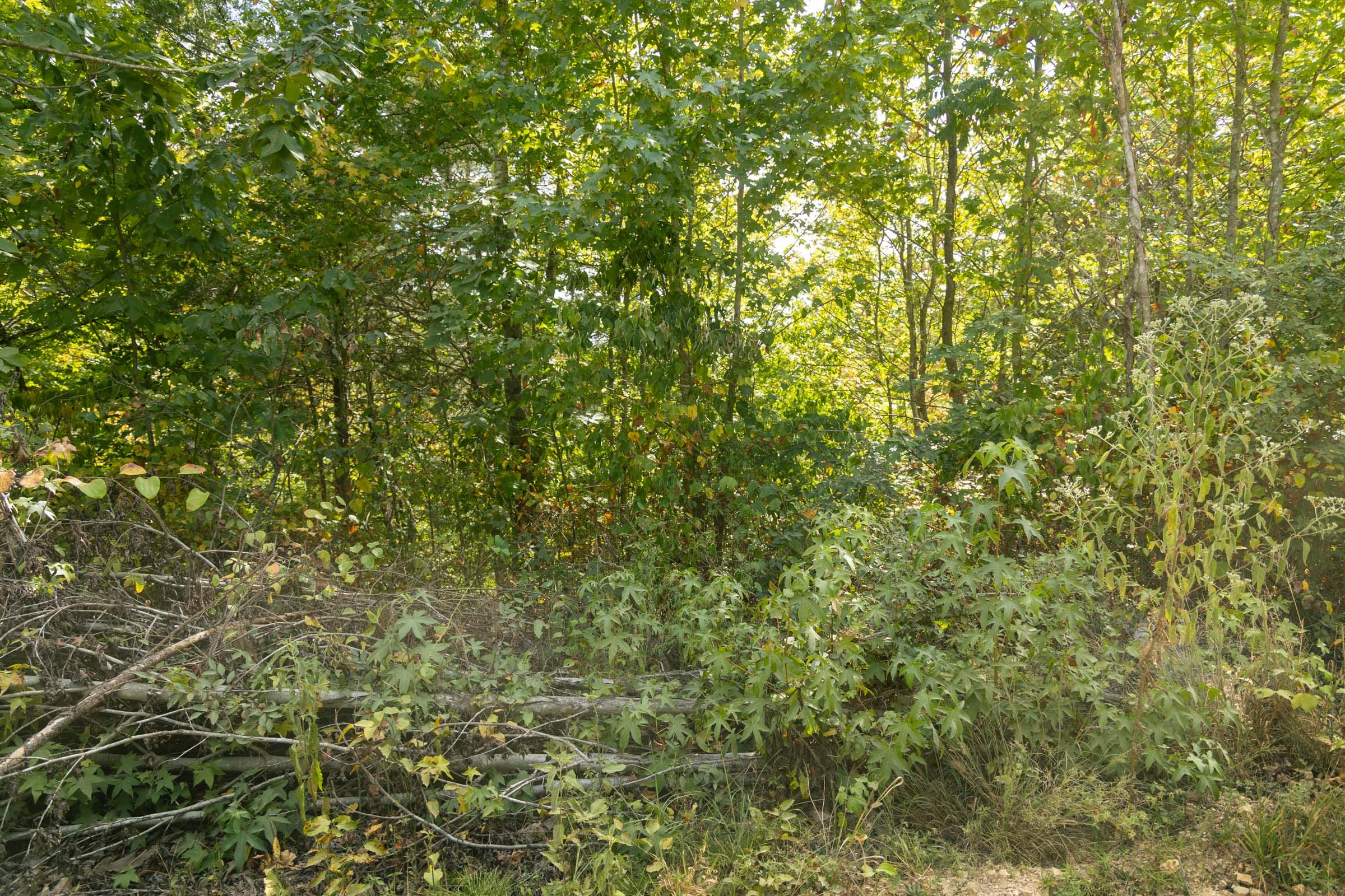 Big White Oak Tract 40 photo 8