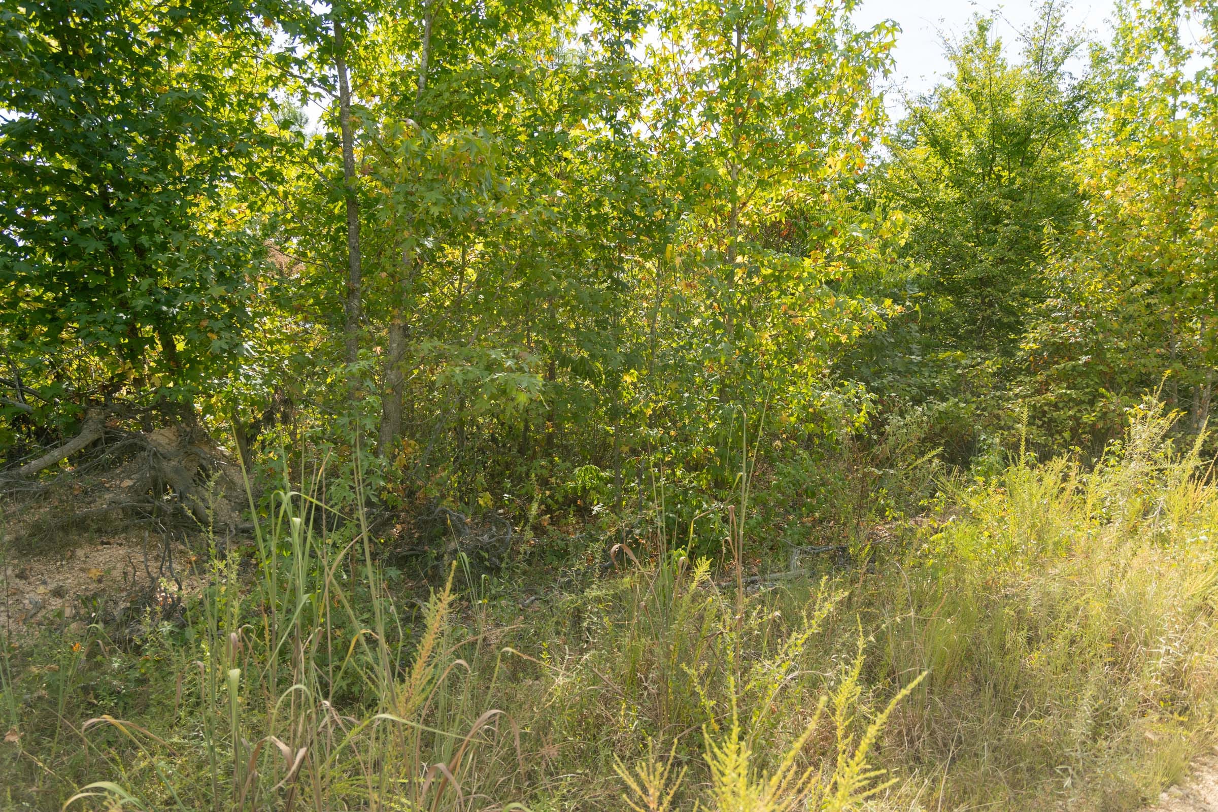 Big White Oak Tract 40 photo 5