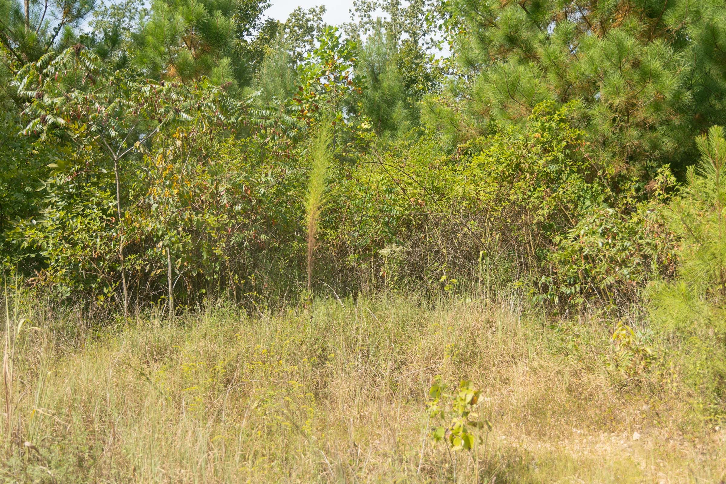 Big White Oak Tract 40 photo 4
