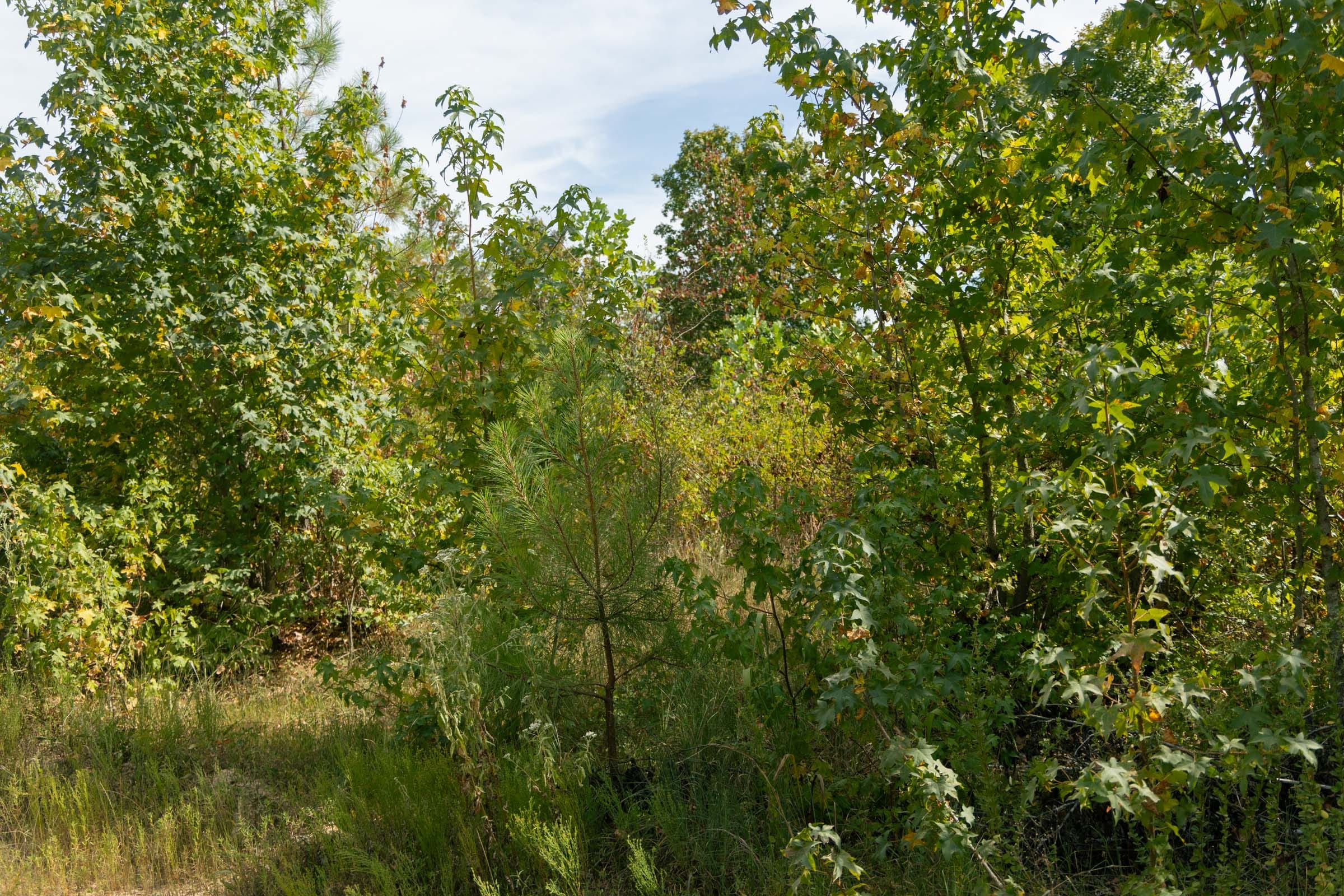 Big White Oak Tract 40 photo 3
