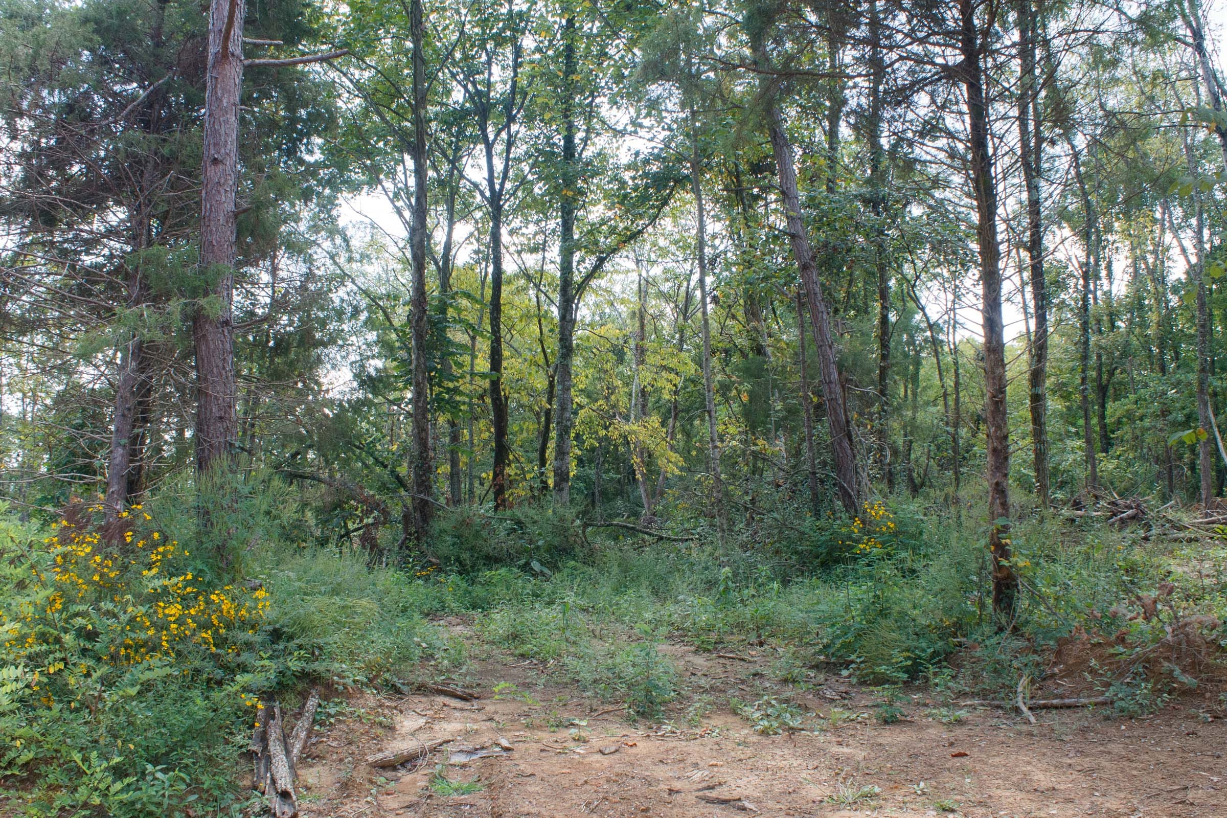 Wounded Oak Tract 18 photo 1