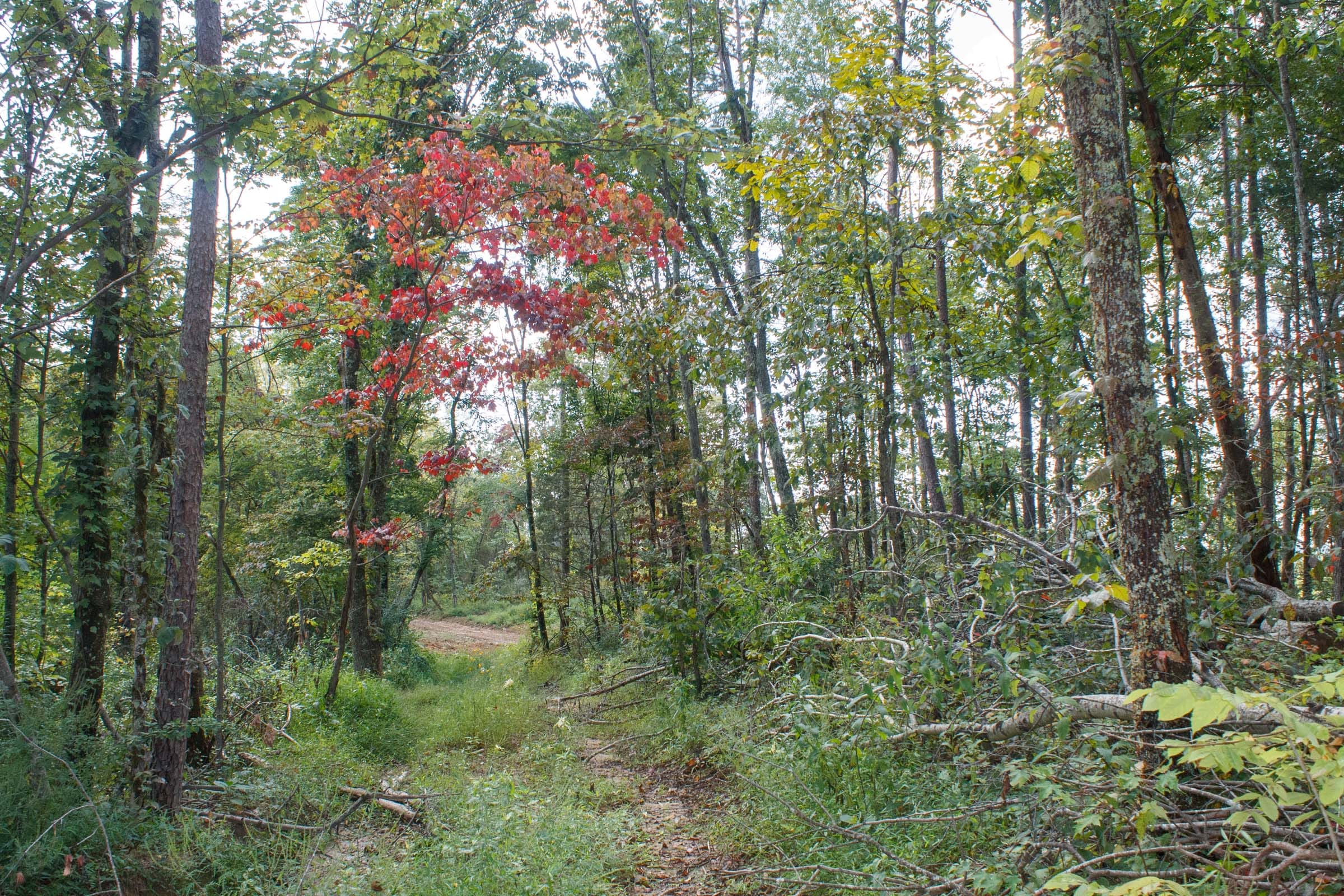 Wounded Oak Tract 18 photo 5