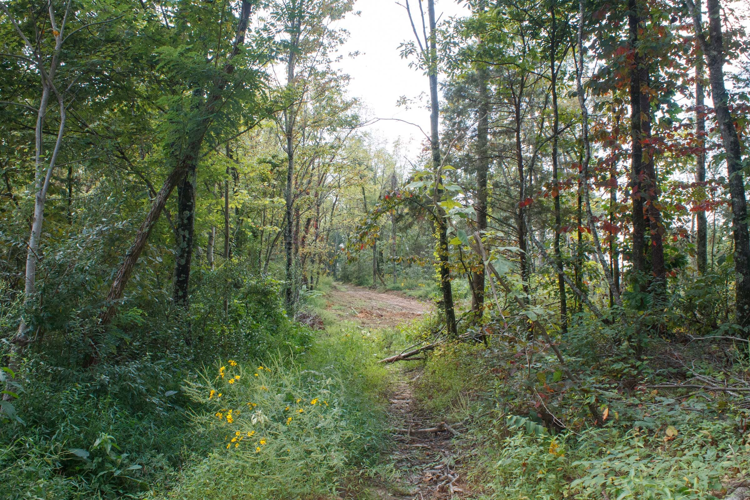 Wounded Oak Tract 18 photo 6