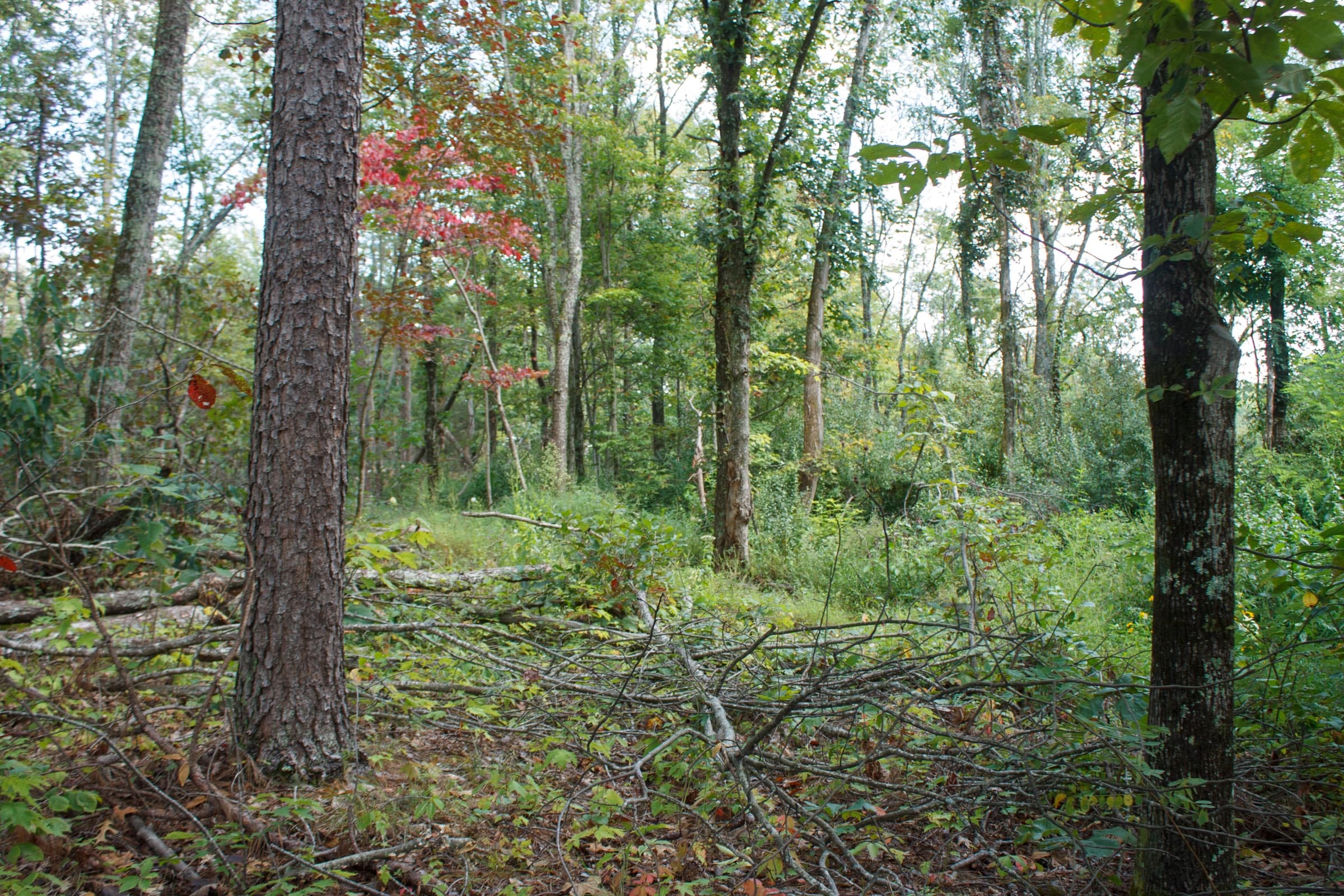 Wounded Oak Tract 18 photo 7